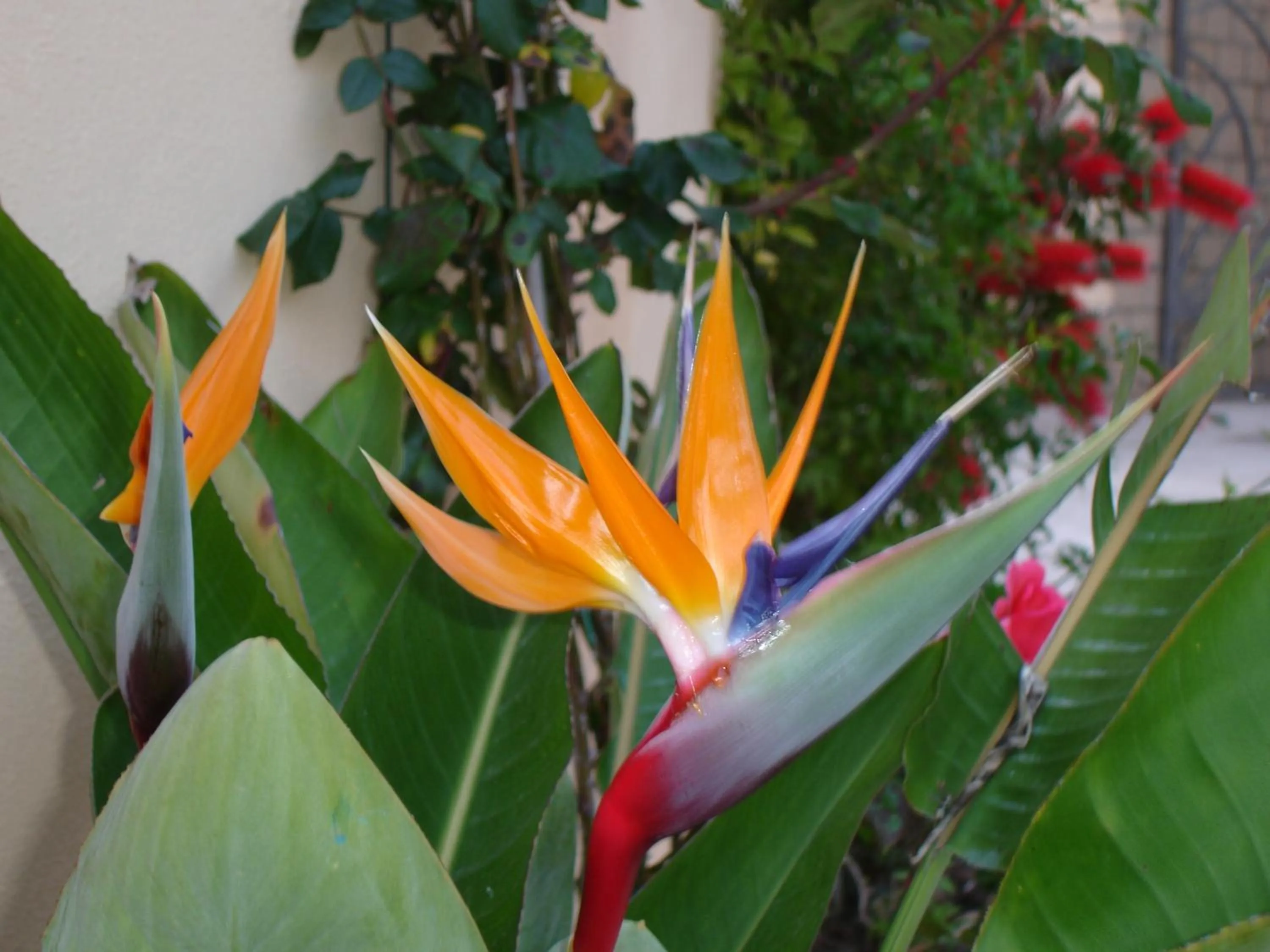 Other in Baia Degli Aranci Suite & Apartments