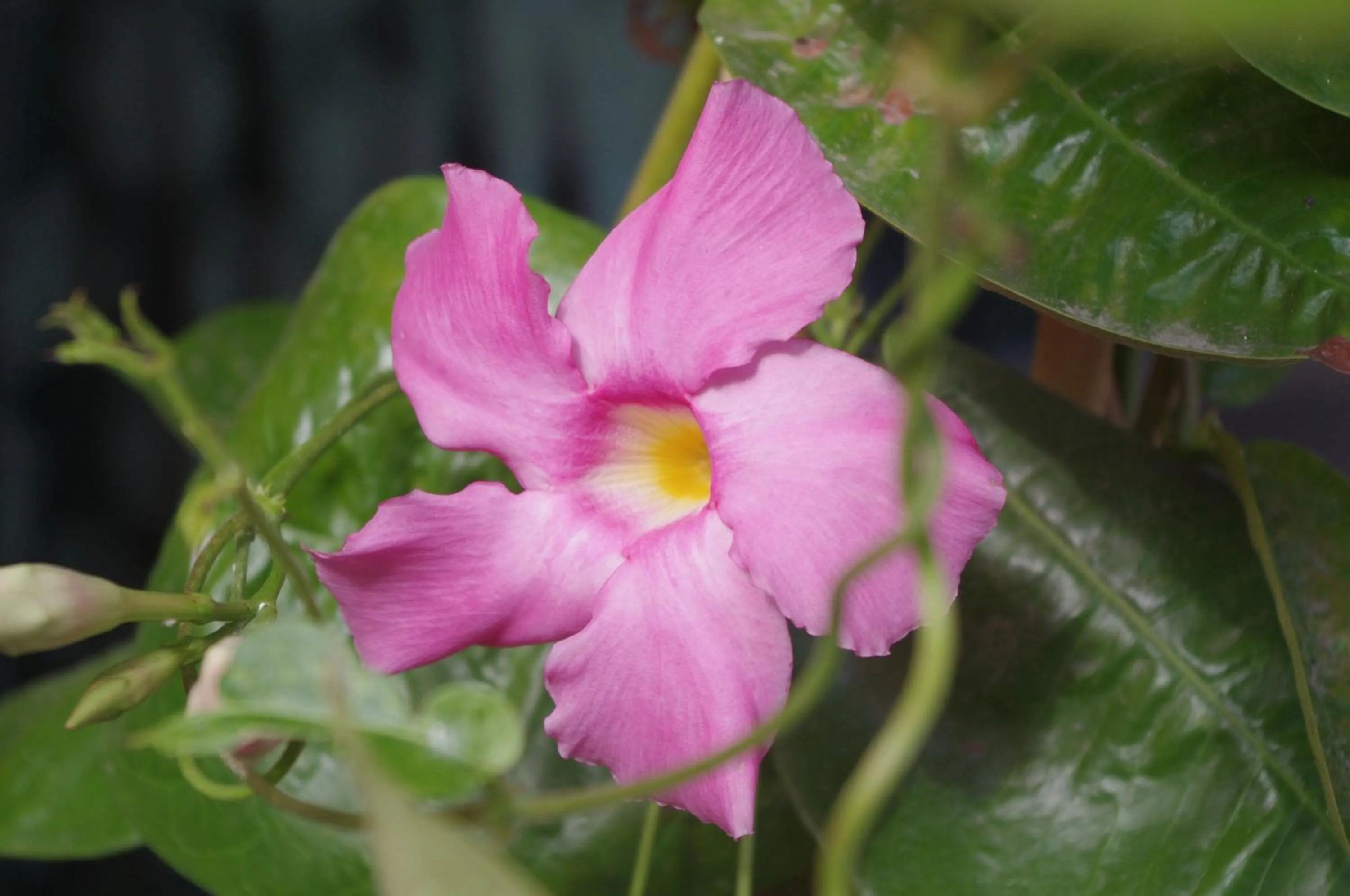 Other in Baia Degli Aranci Suite & Apartments