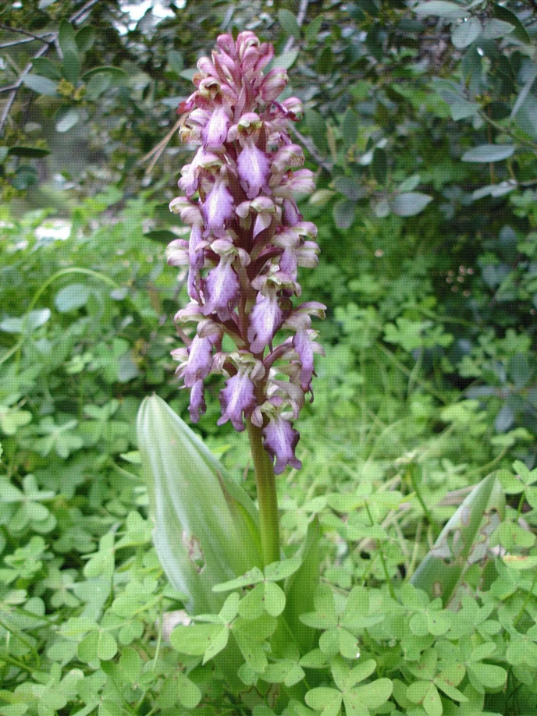 Garden in Baia Degli Aranci Suite & Apartments