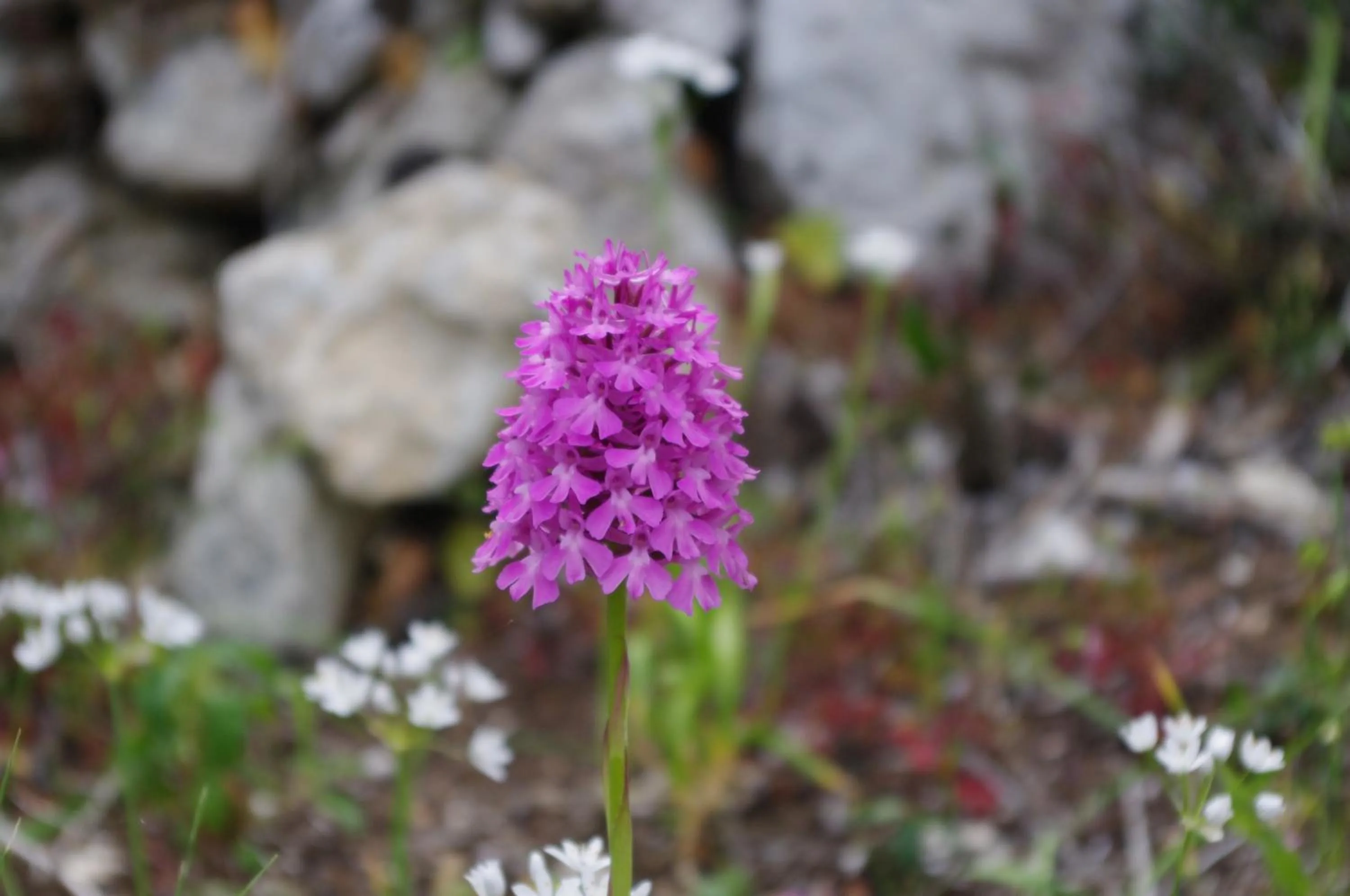 Other in Baia Degli Aranci Suite & Apartments