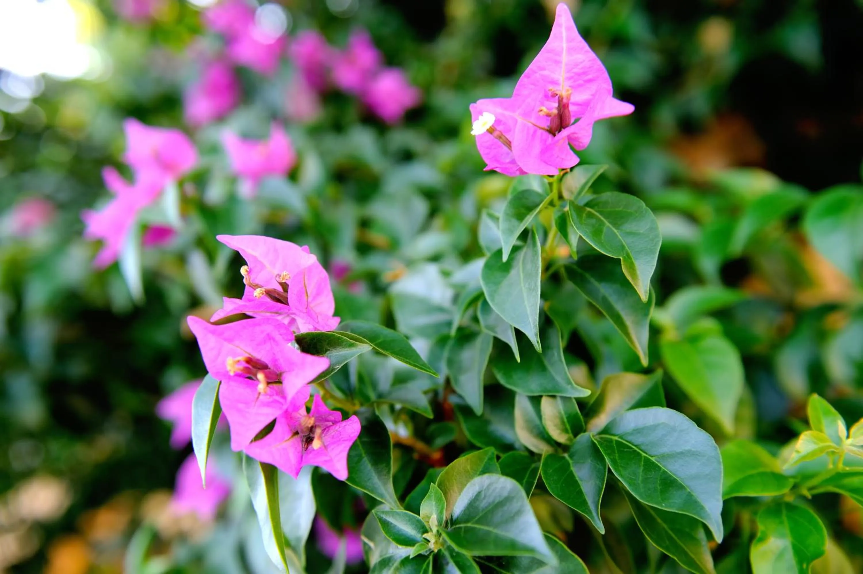 Decorative detail in Baia Degli Aranci Suite & Apartments