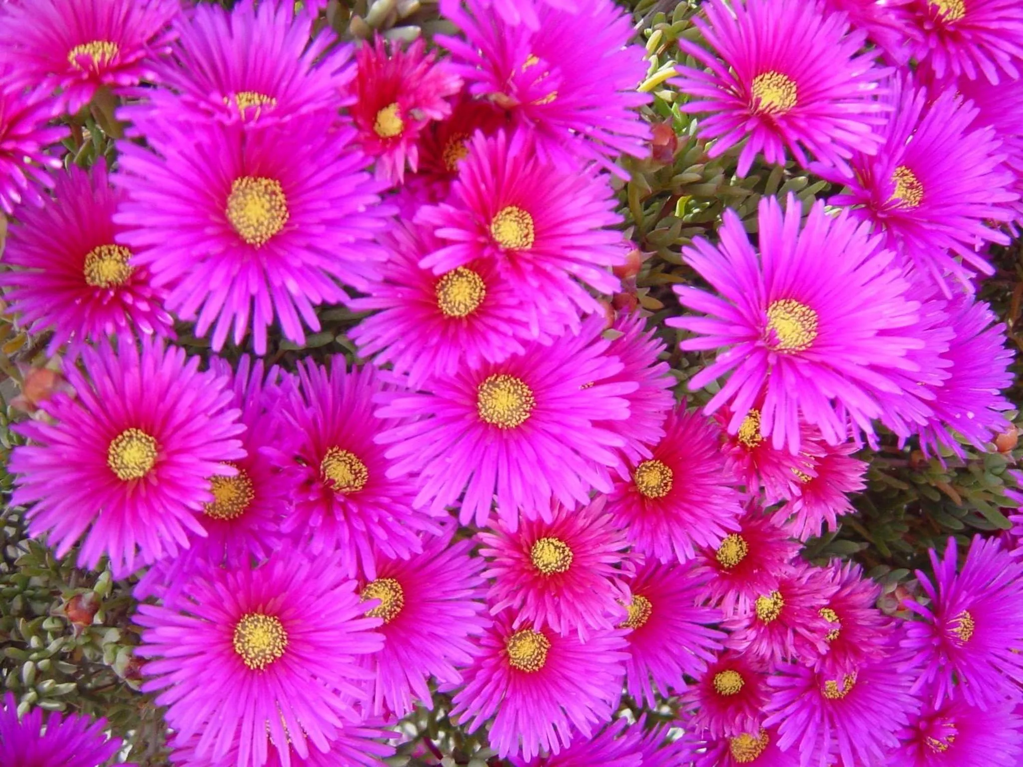 Garden in Baia Degli Aranci Suite & Apartments