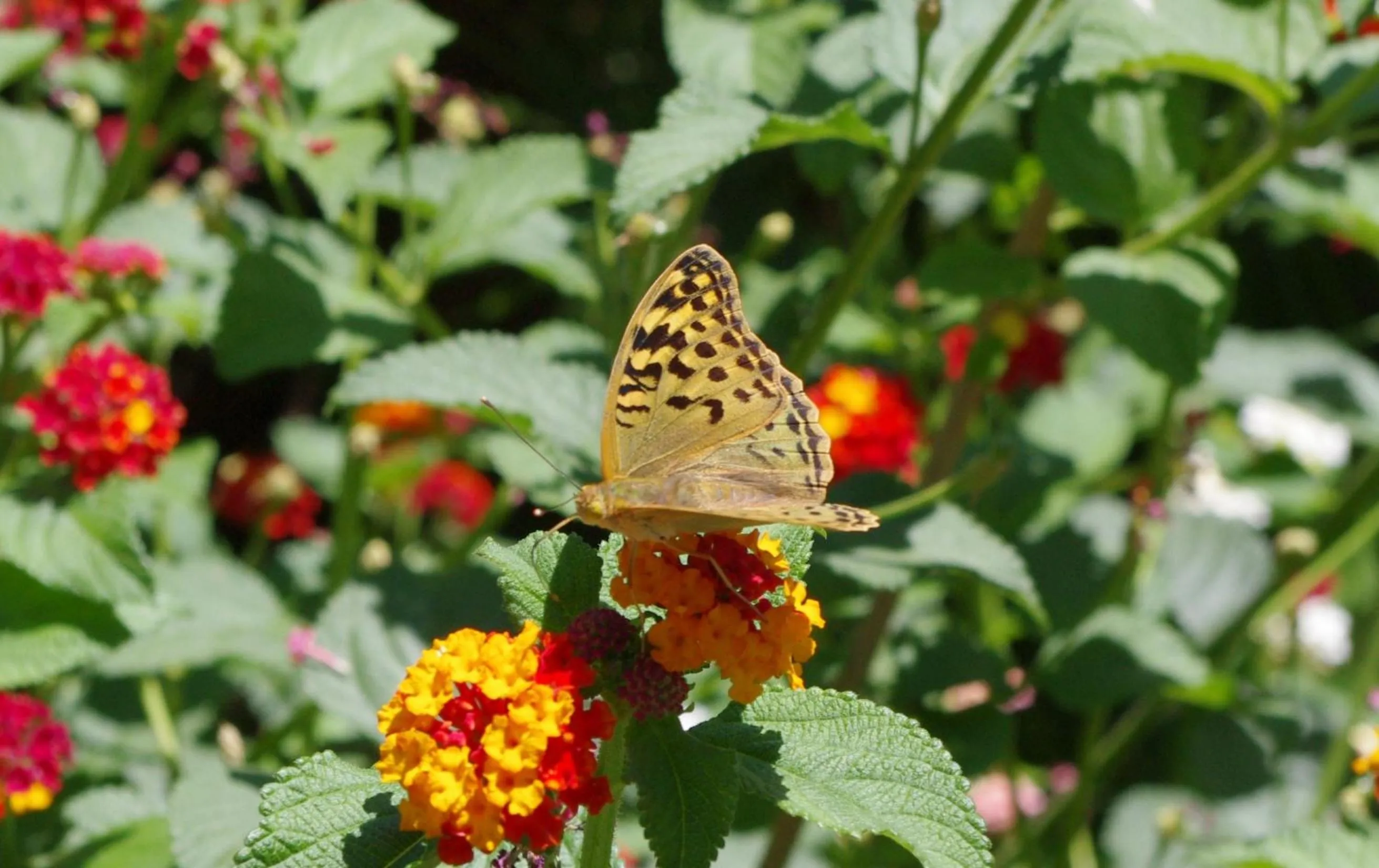 Animals in Baia Degli Aranci Suite & Apartments