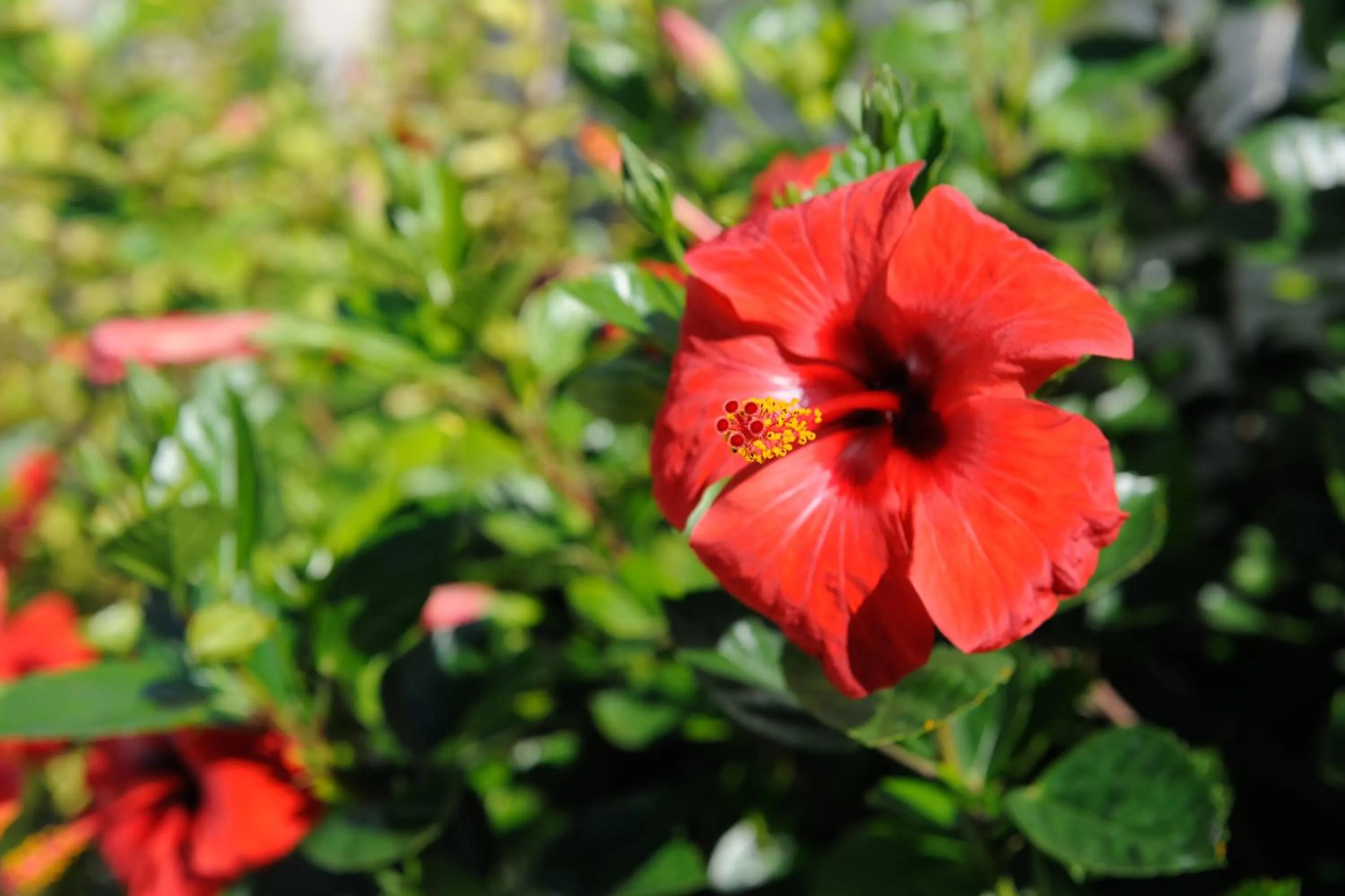Garden in Baia Degli Aranci Suite & Apartments