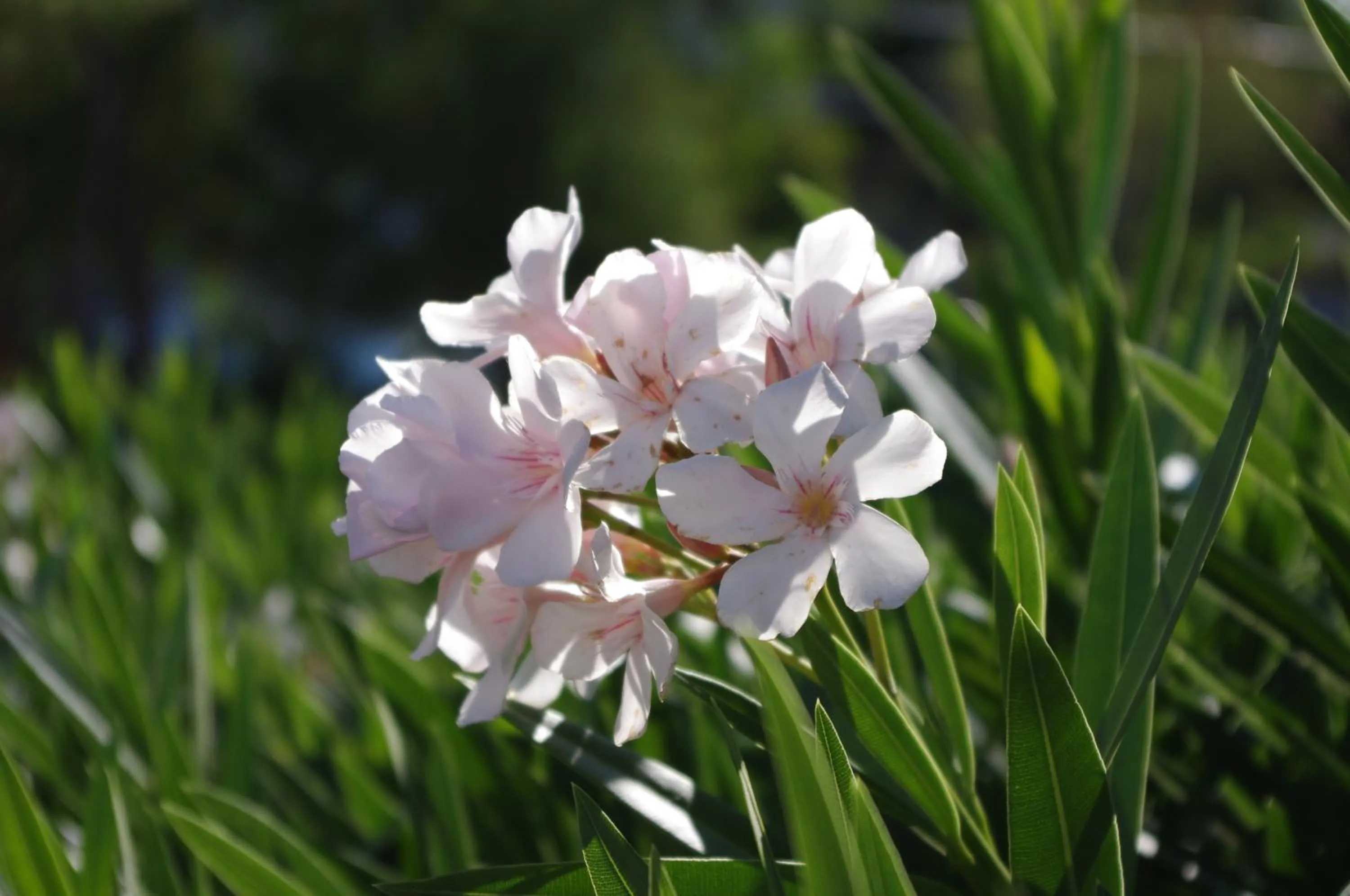 Other in Baia Degli Aranci Suite & Apartments