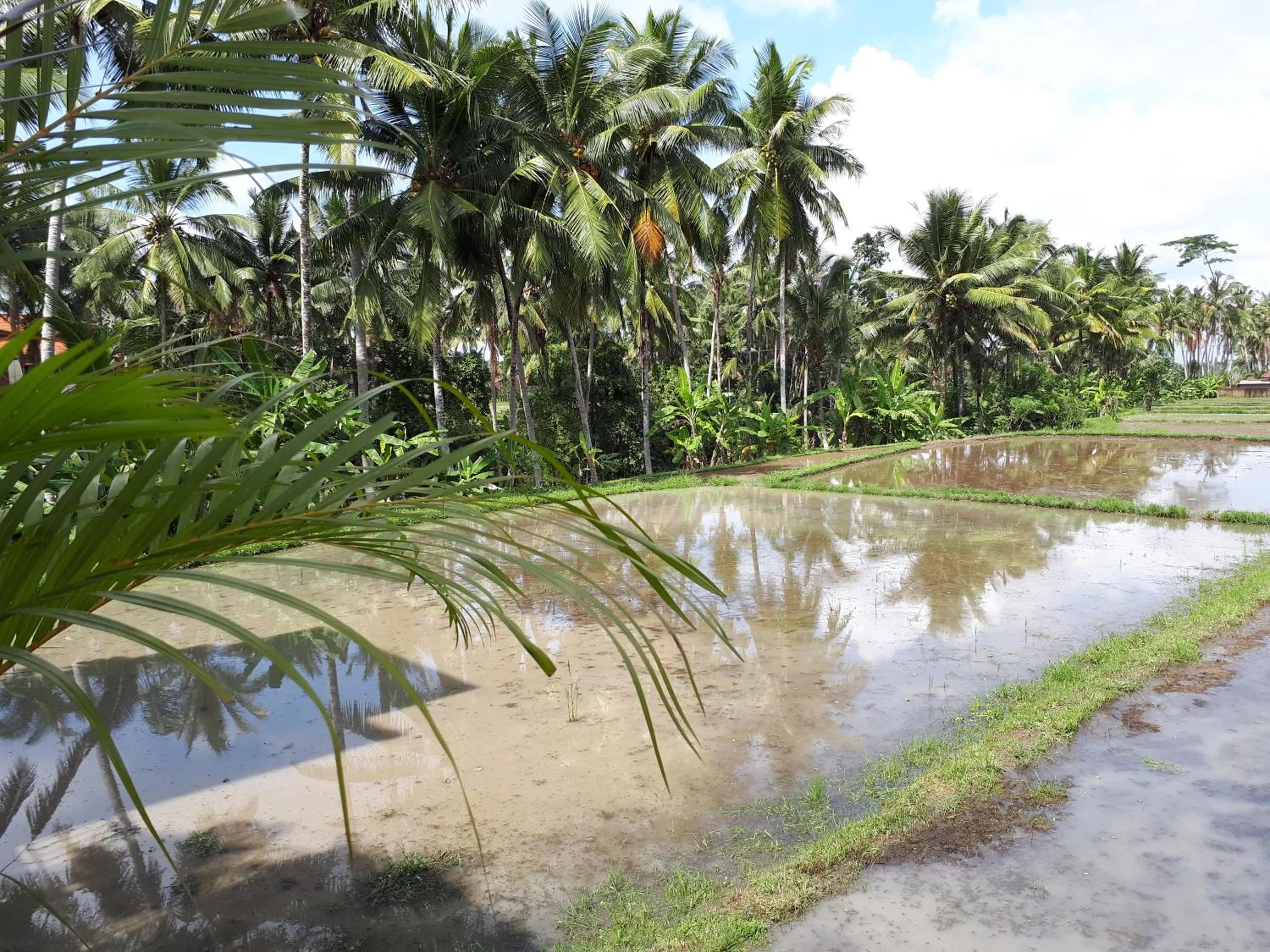 Garden view in Villa Kirani Ubud by Mahaputra