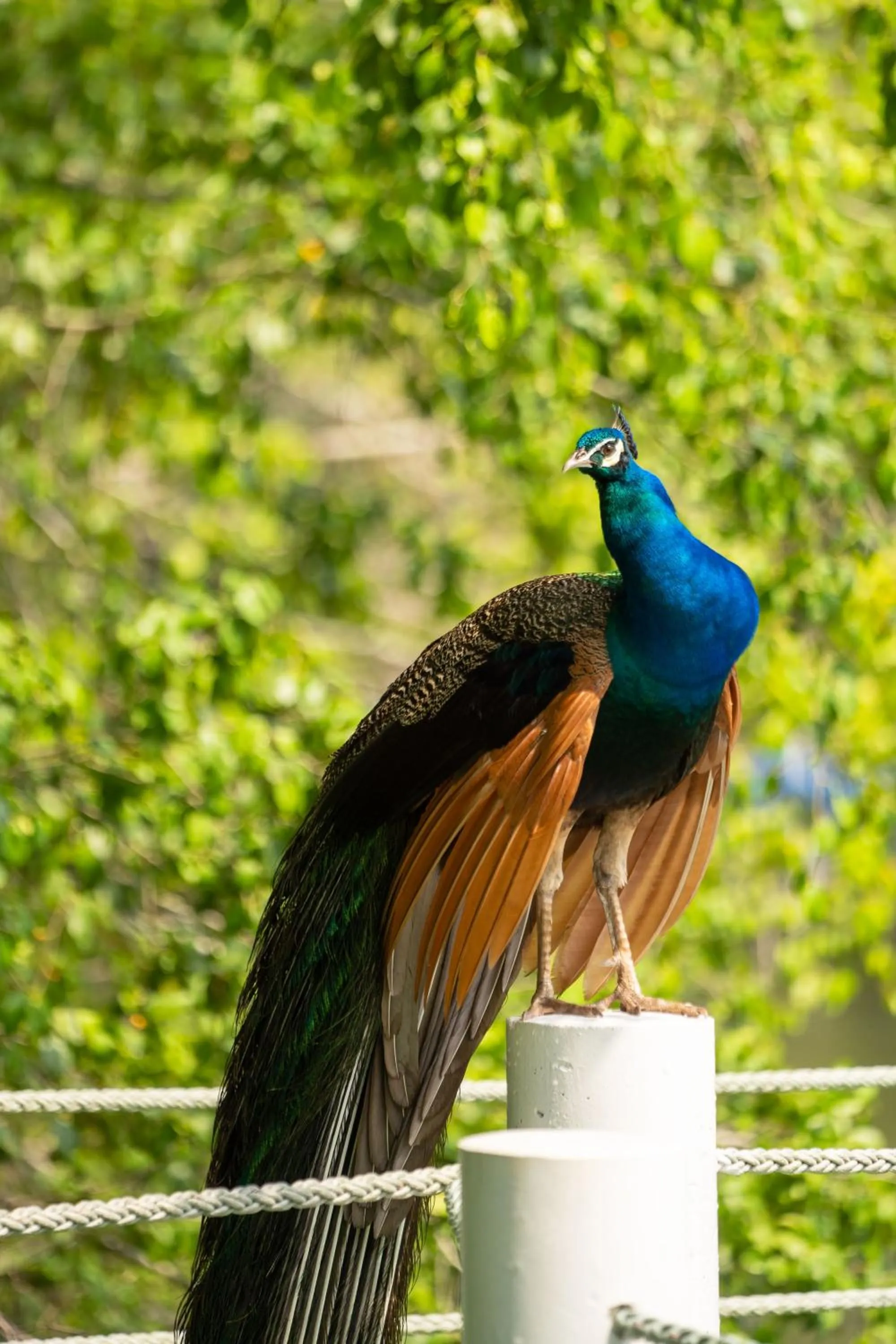 Pets in Mafiya Resort