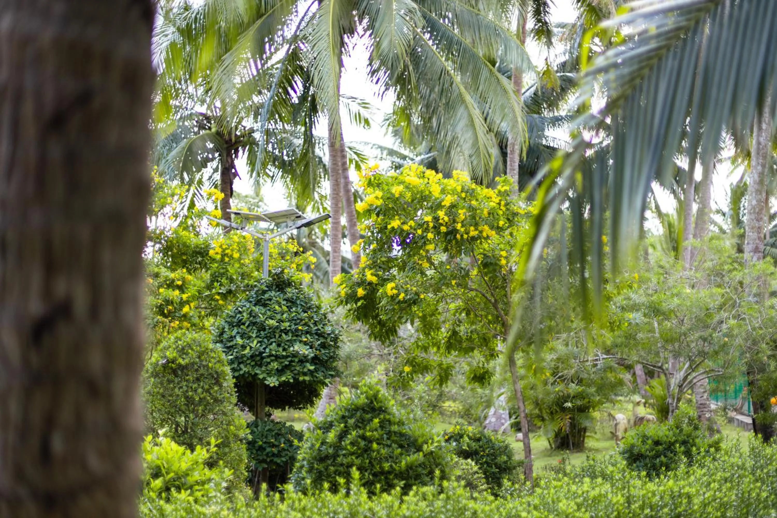 Garden in Mafiya Resort
