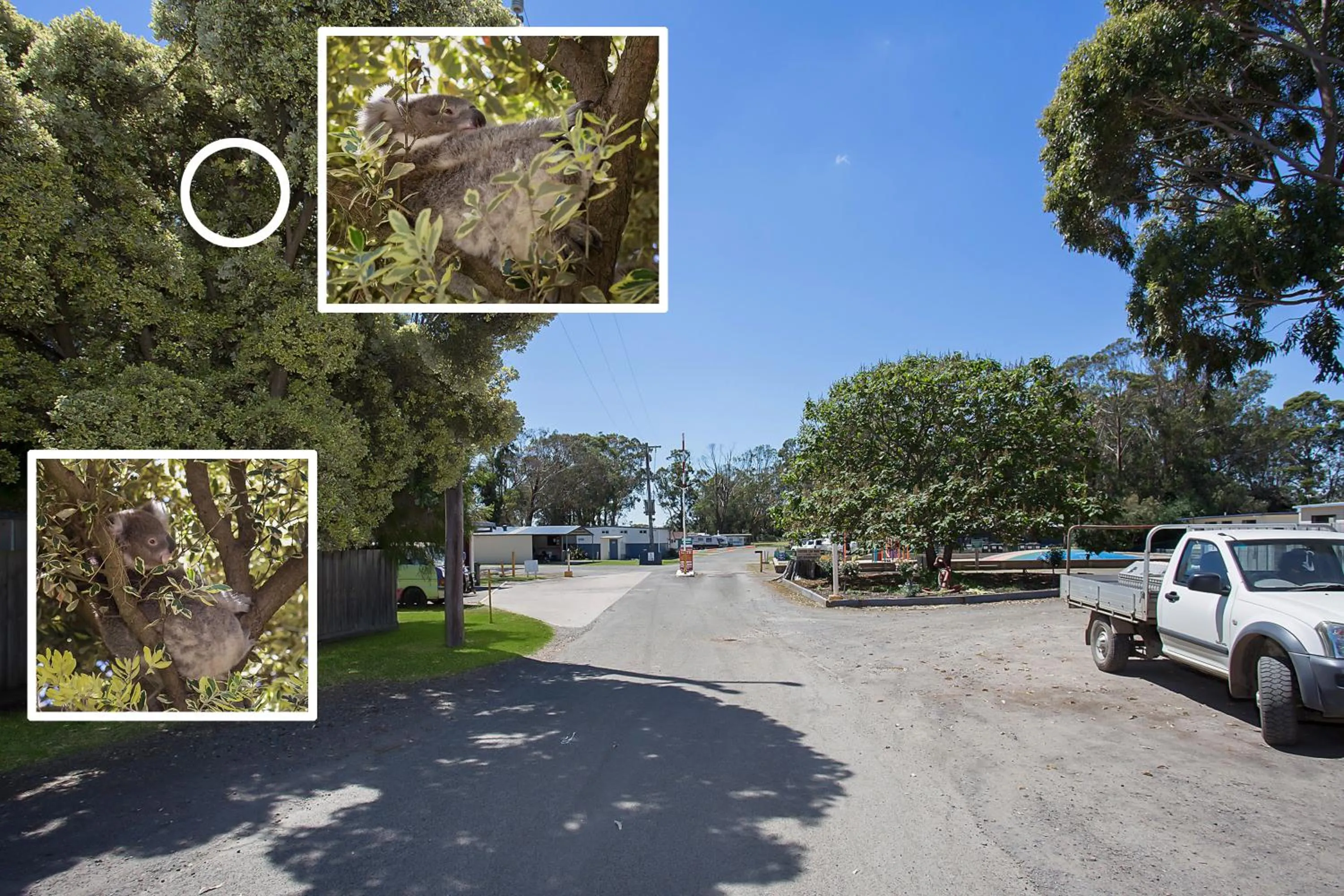 Animals in Portland Tourist Park