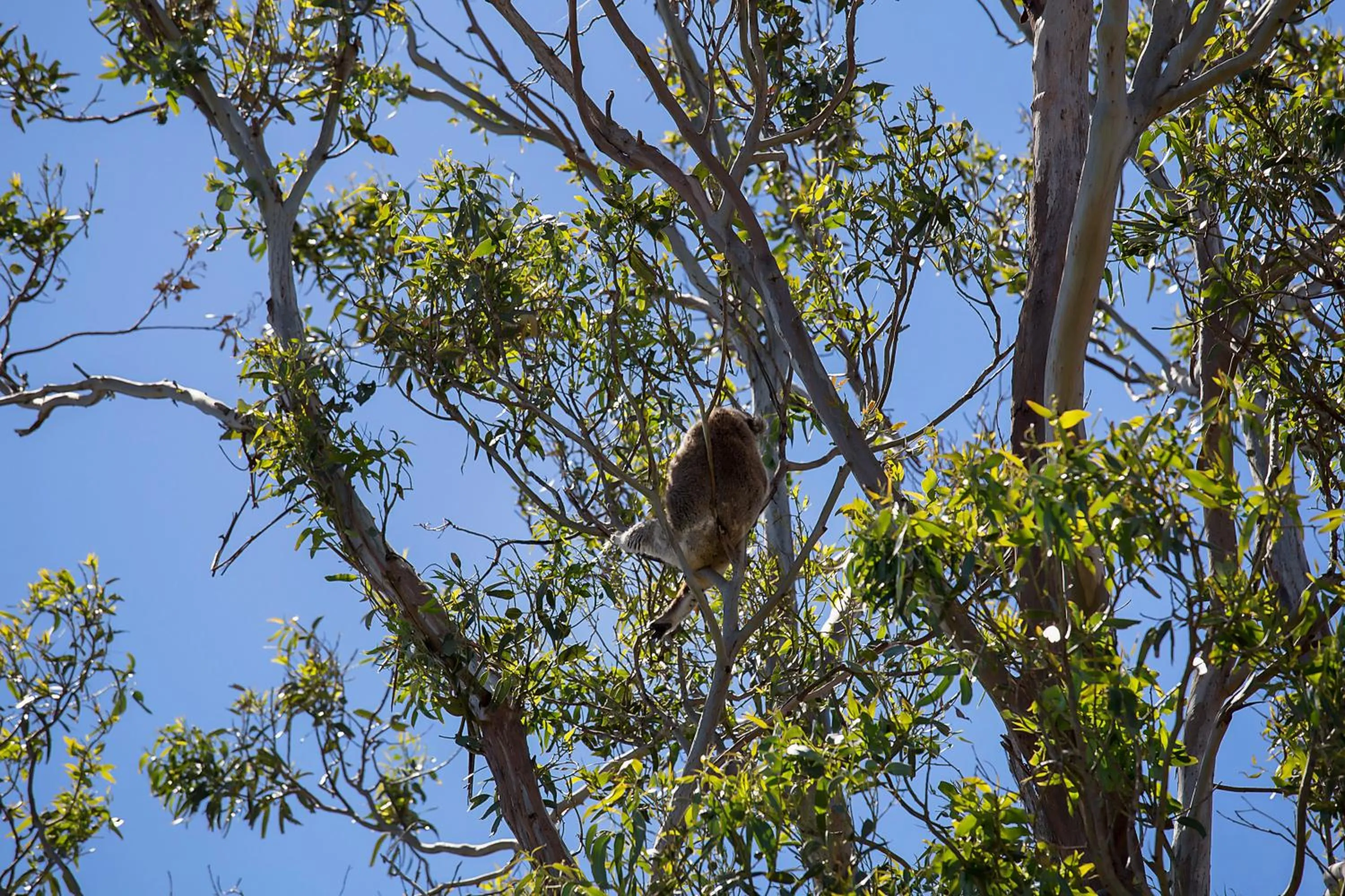 Animals in Portland Tourist Park