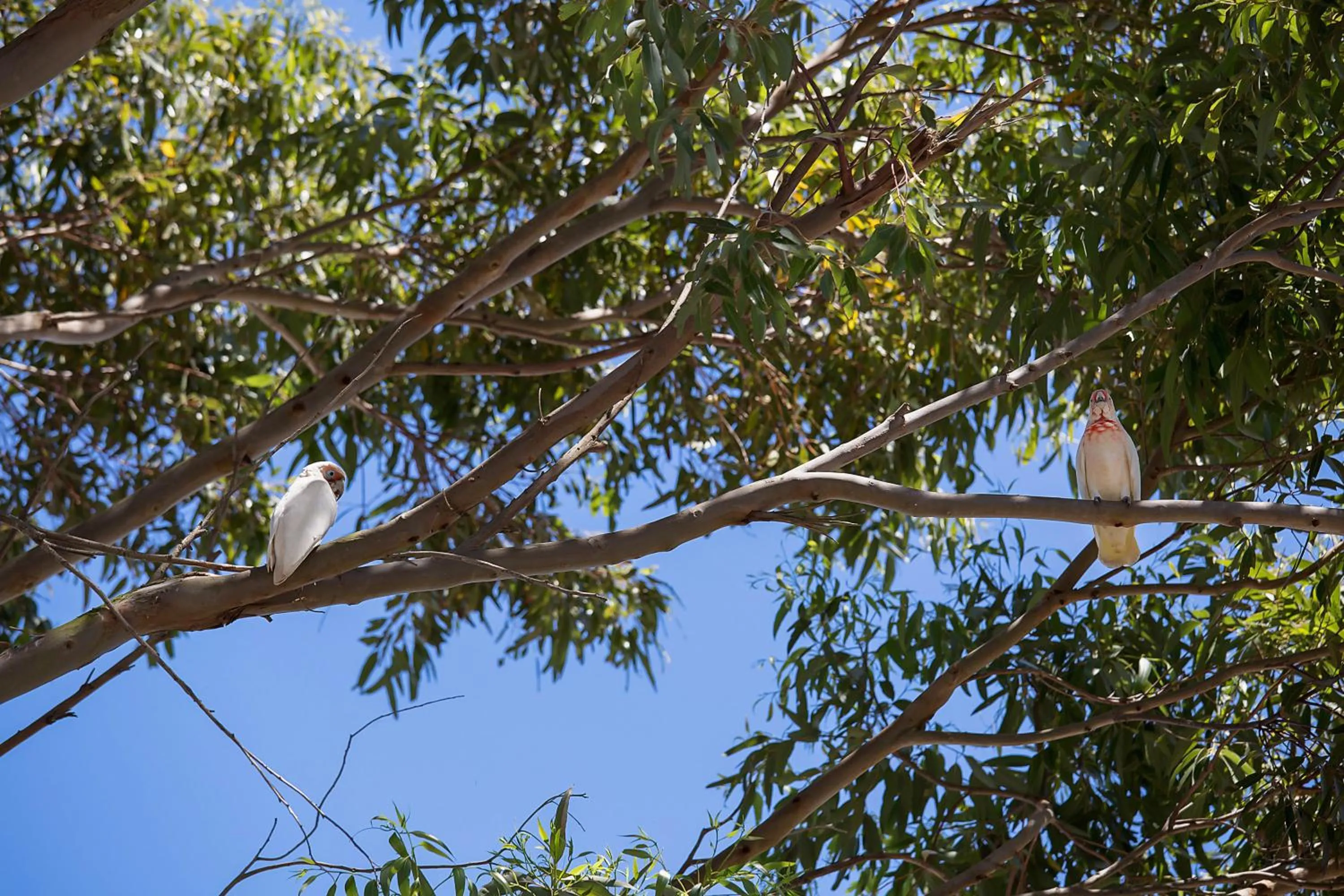 Animals in Portland Tourist Park