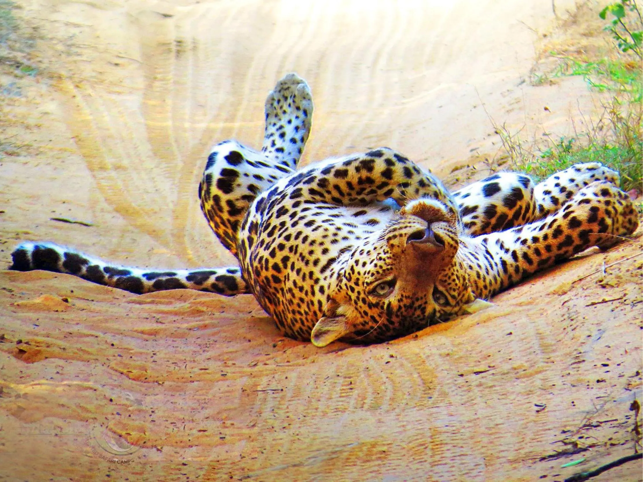 Animals in Mahoora Wilpattu - by Eco Team