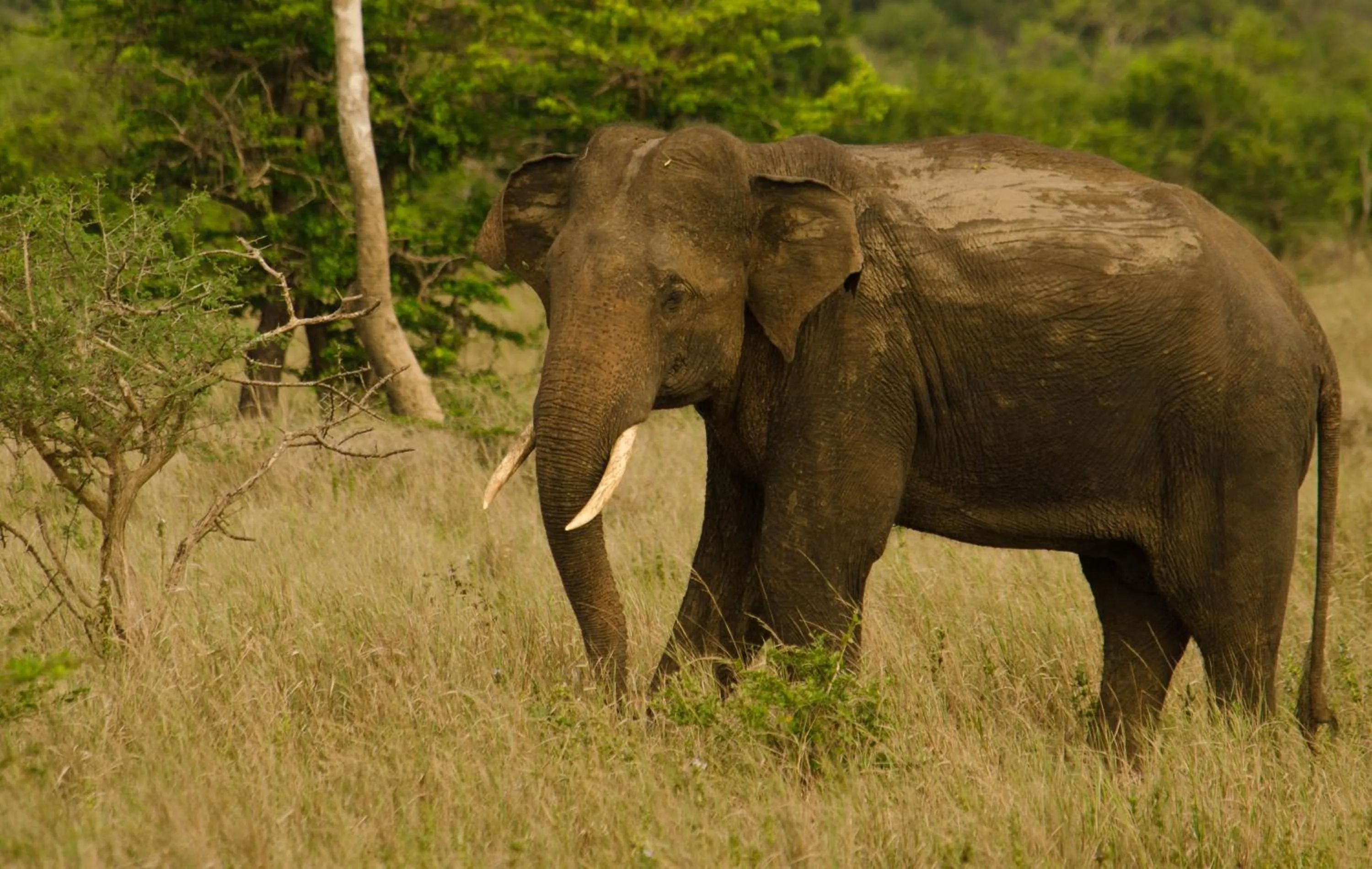 Animals in Mahoora Wilpattu - by Eco Team