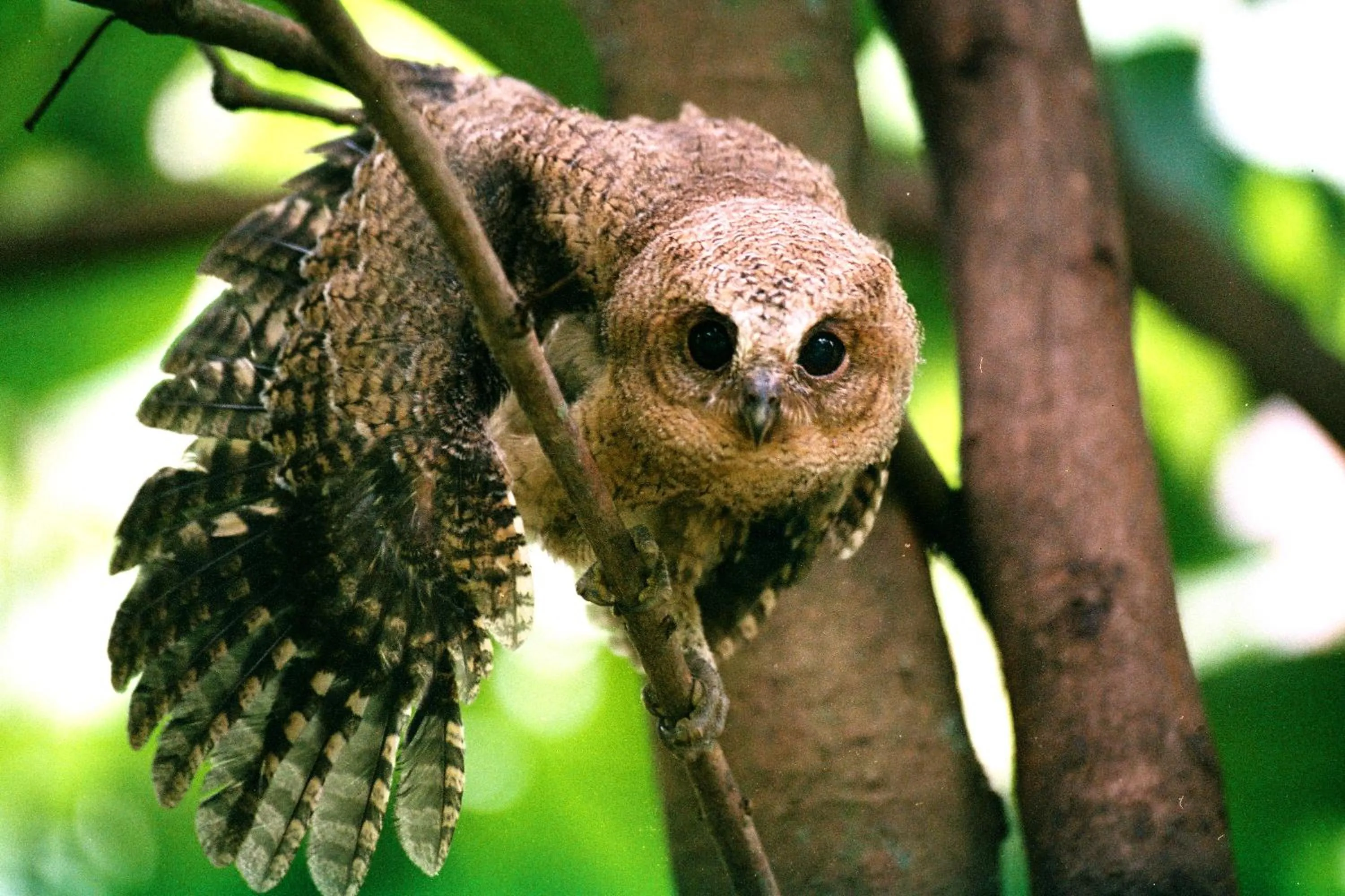 Animals in Mahoora Wilpattu - by Eco Team