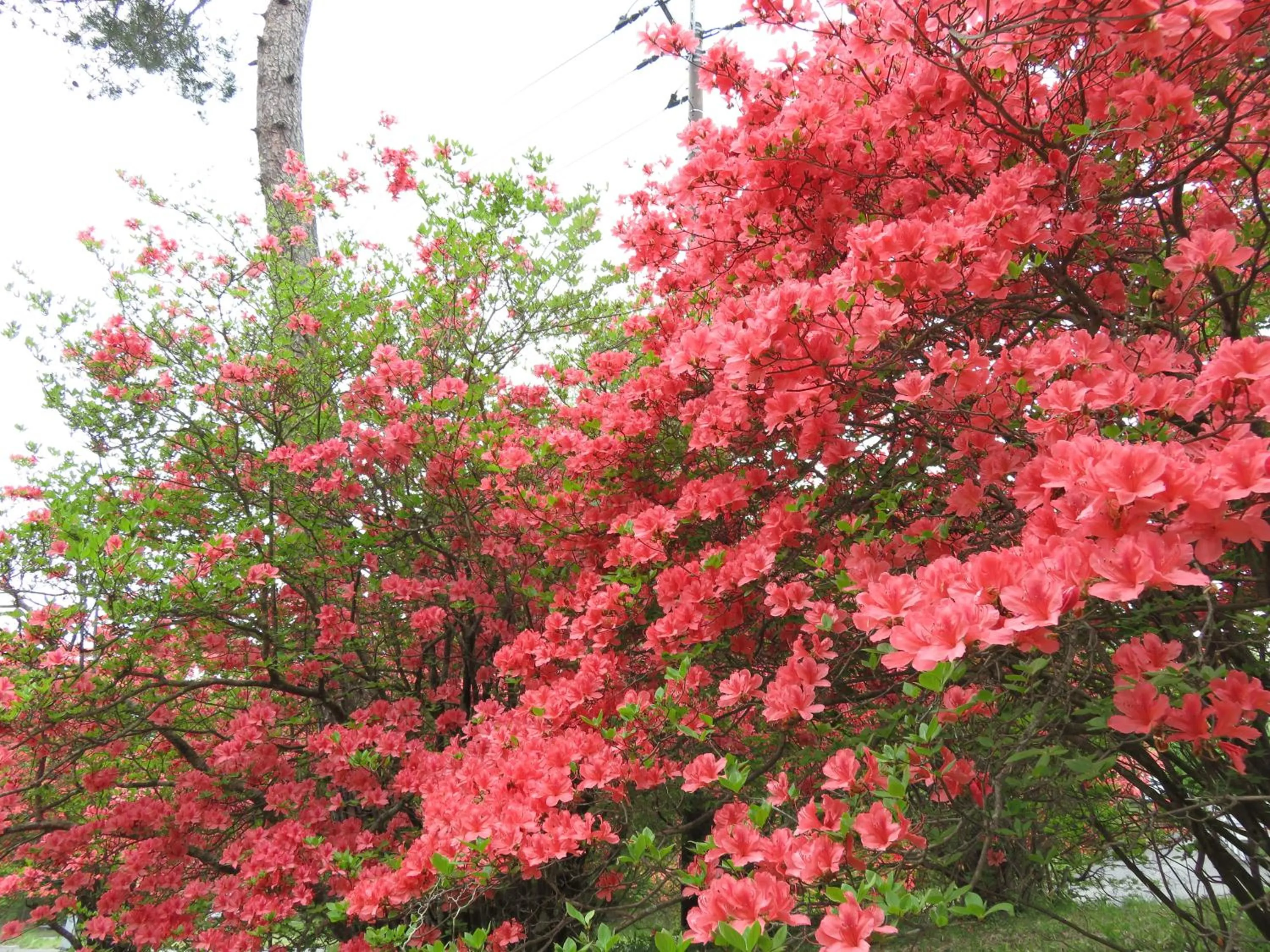 Seasons in Nikko Pension L'escale