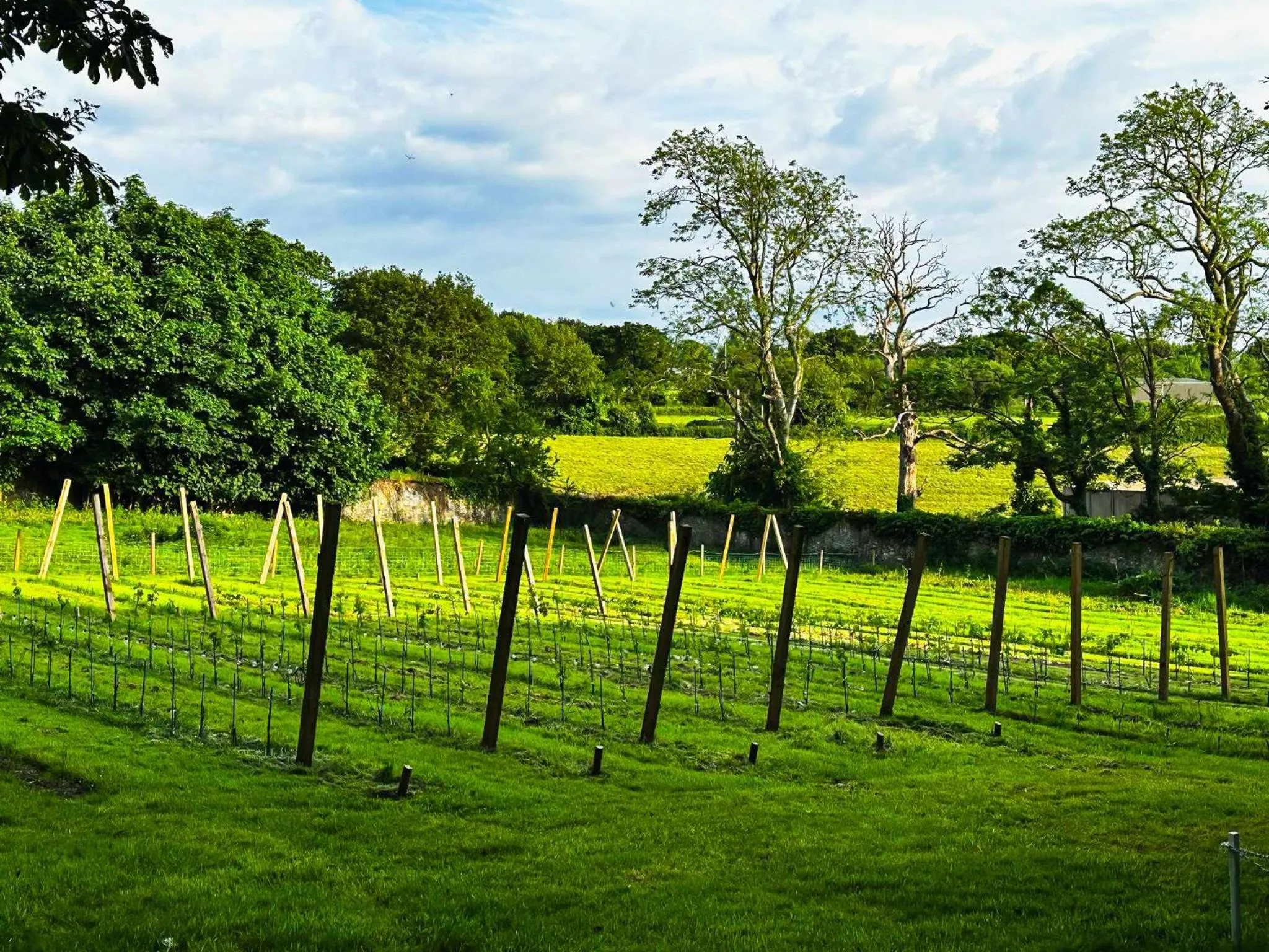 View (from property/room) in Plas Dinas Country House