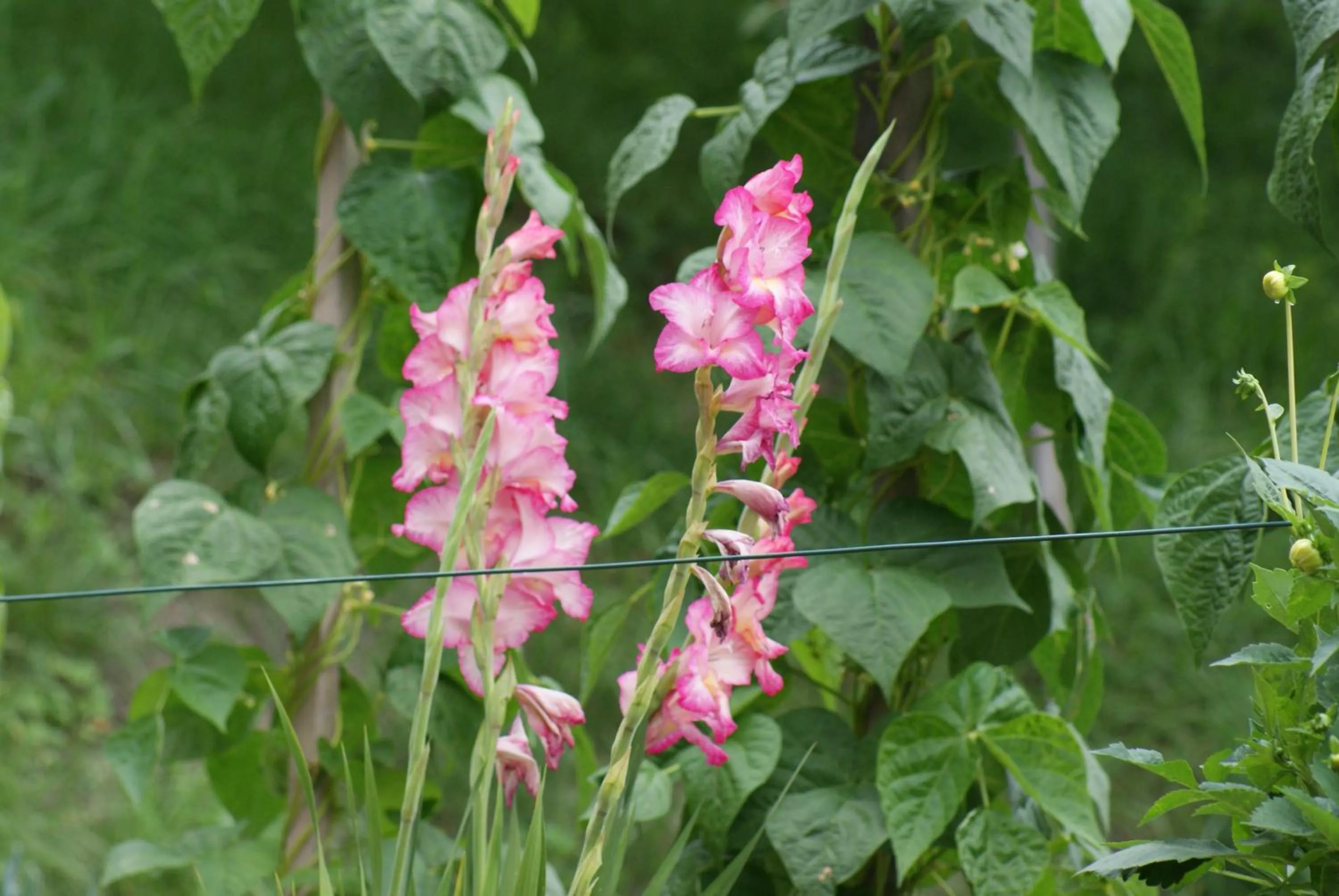 Natural landscape in Pension Waldesruh