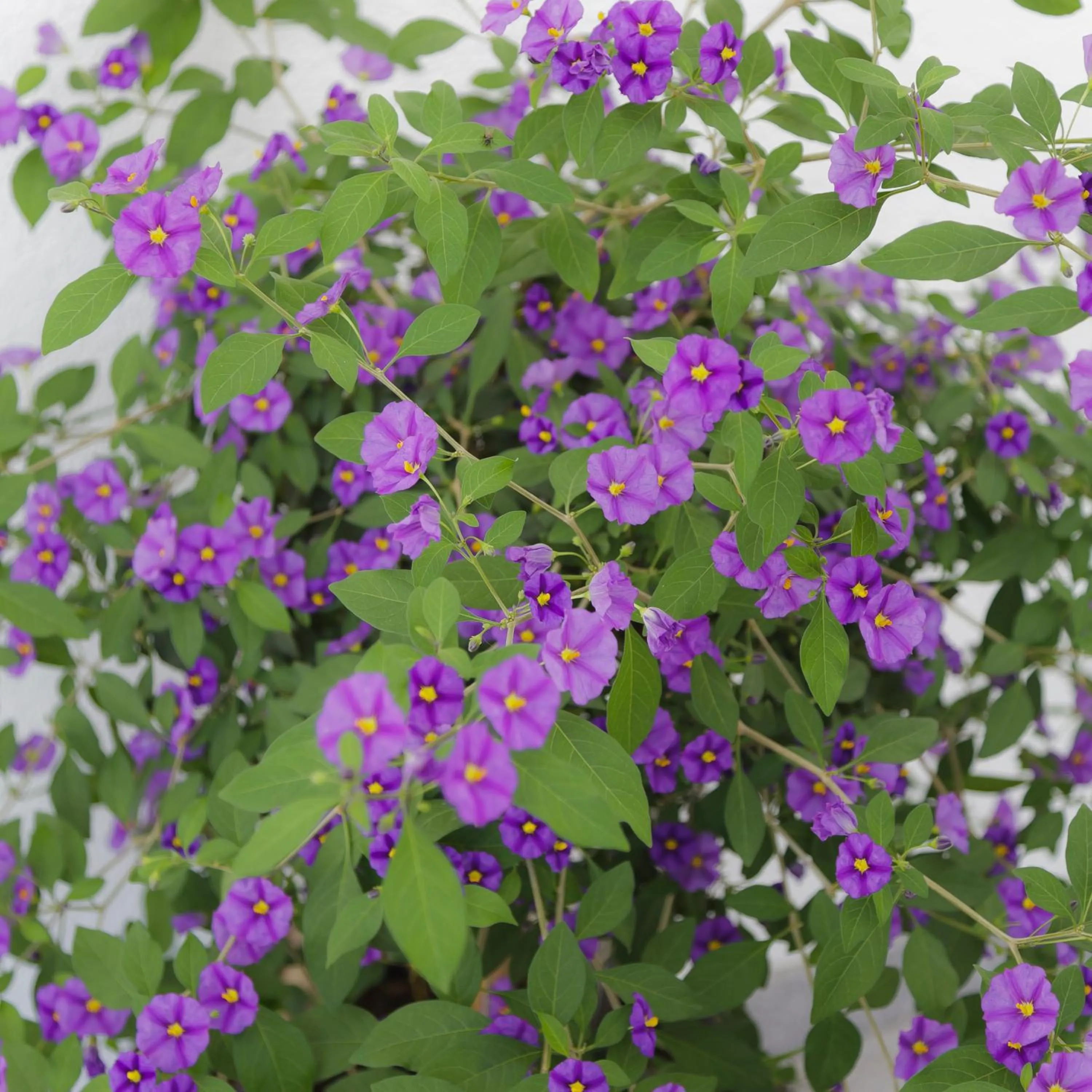 Property building in Pension Waldesruh