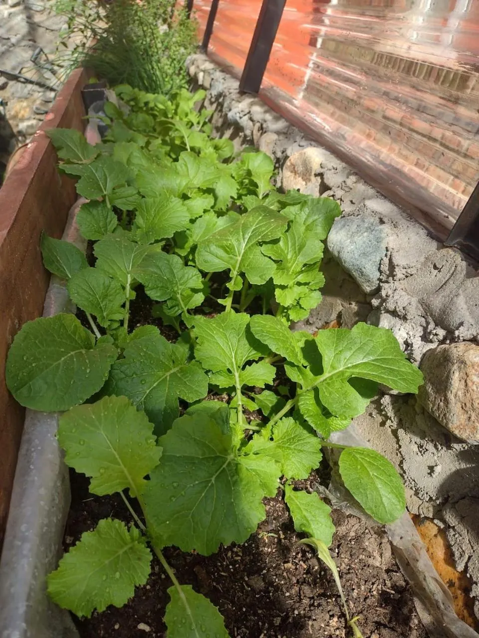 Garden in Hotel Lunajuim