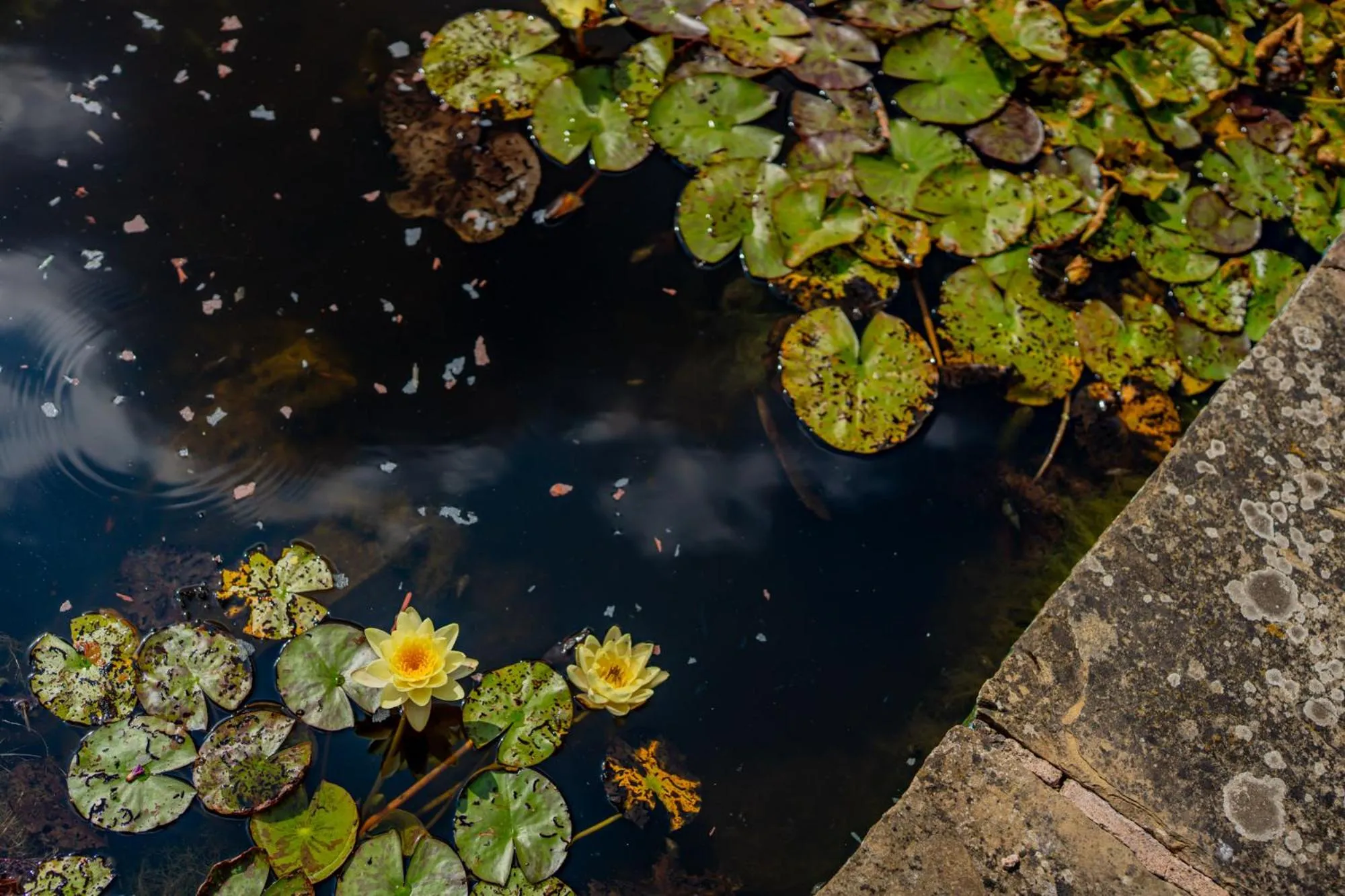 Garden in Ashorne Hill Leamington Spa