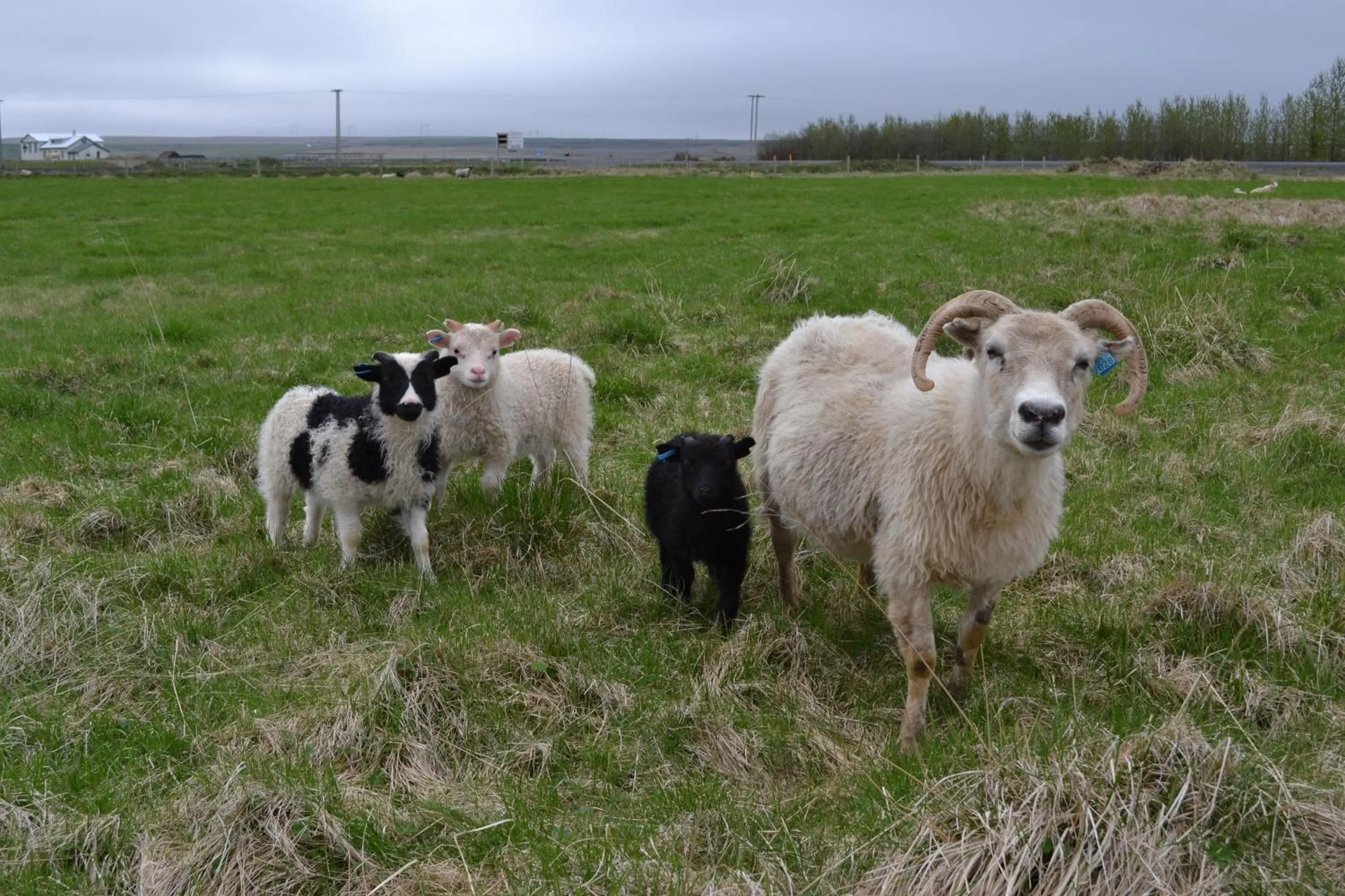 Spring in Lambastadir Guesthouse