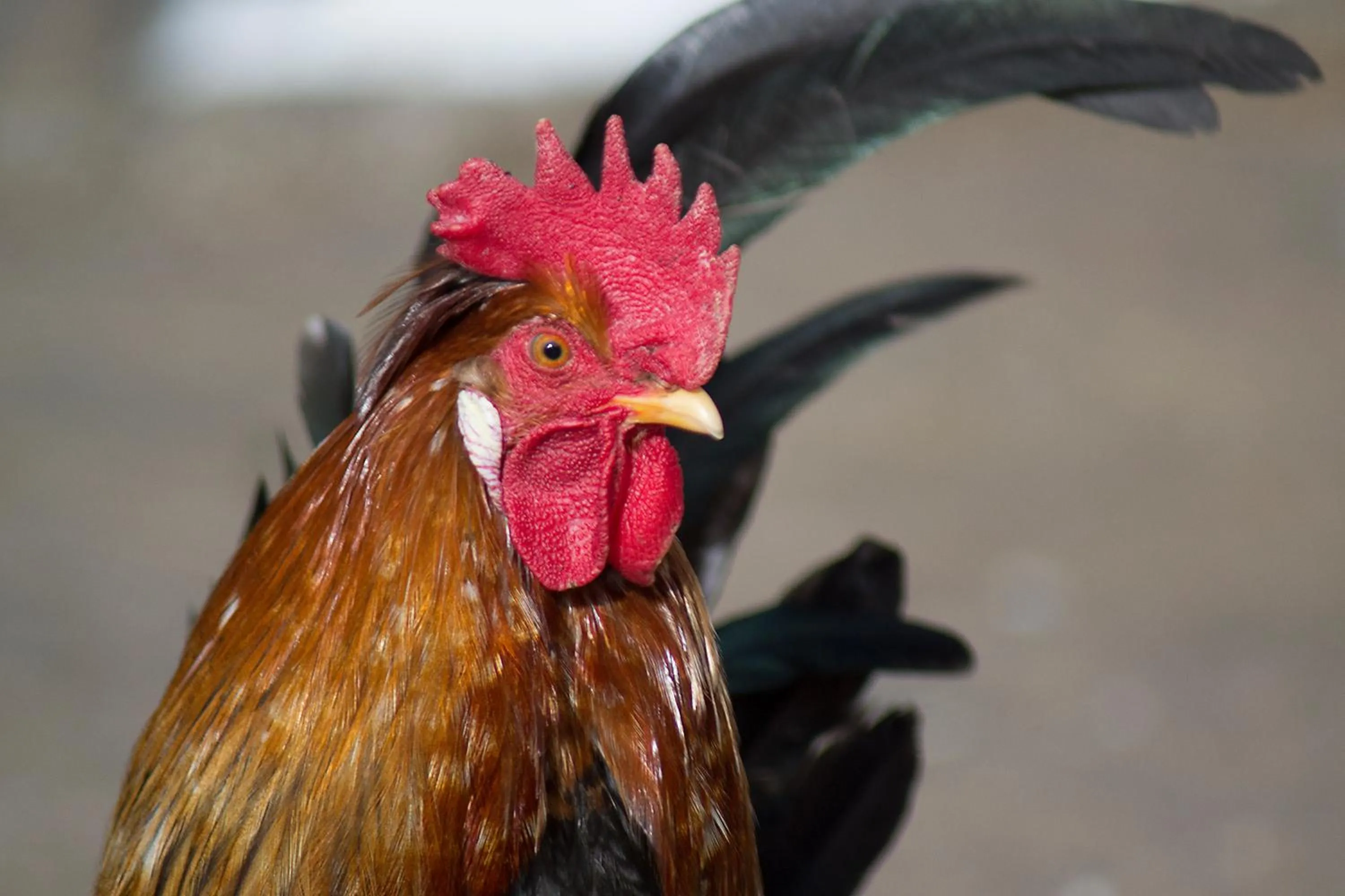 Garden in Lambastadir Guesthouse