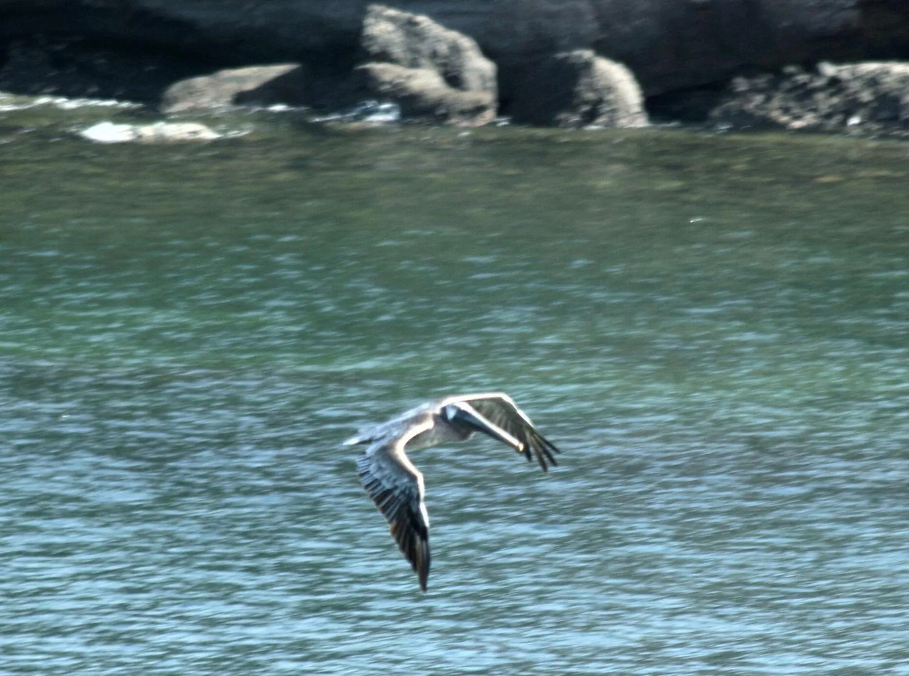 Animals in Cabier Ocean Lodge