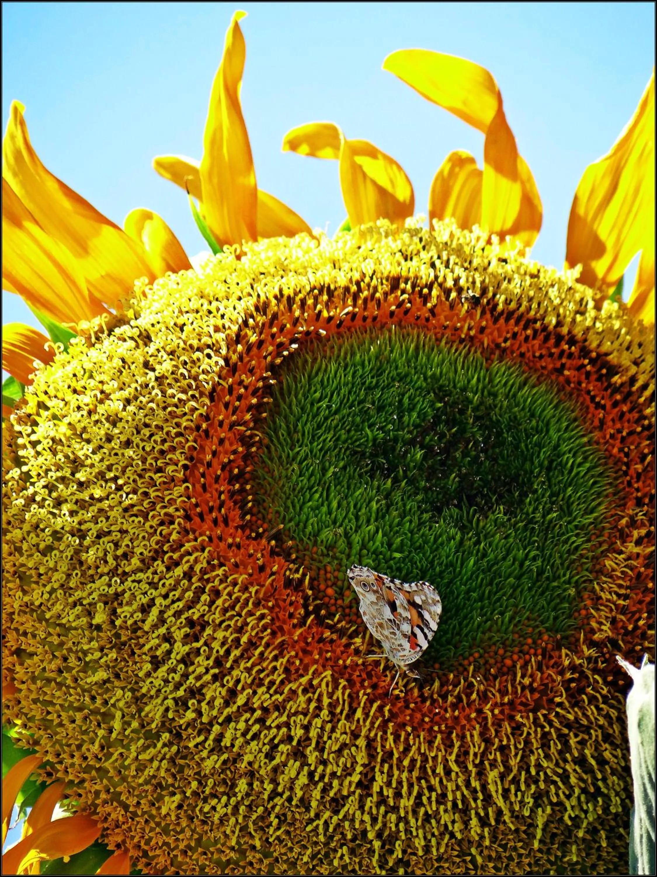 Spring in Kalathos Sun Hotel