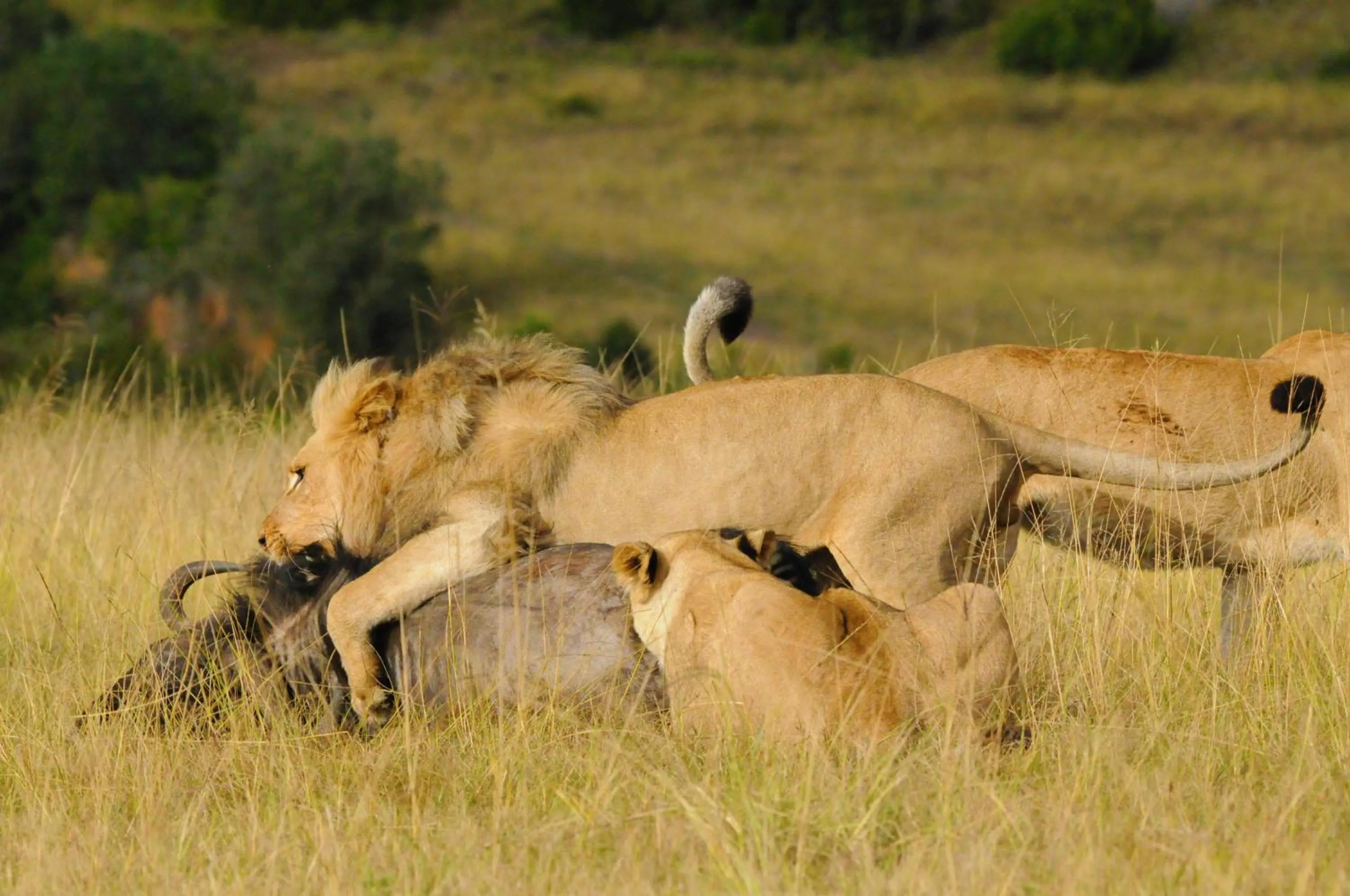 Animals in Botlierskop Tented Lodge