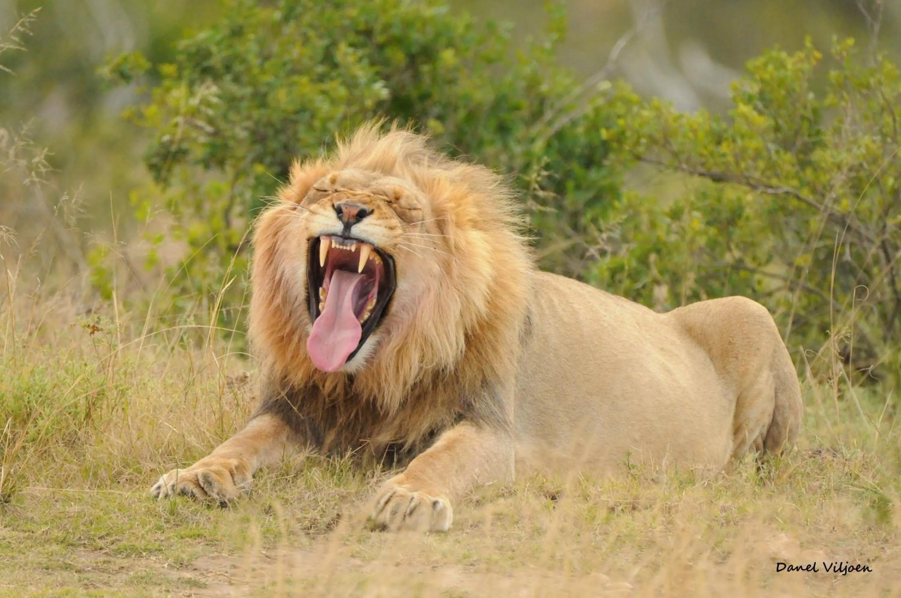 Animals in Botlierskop Tented Lodge