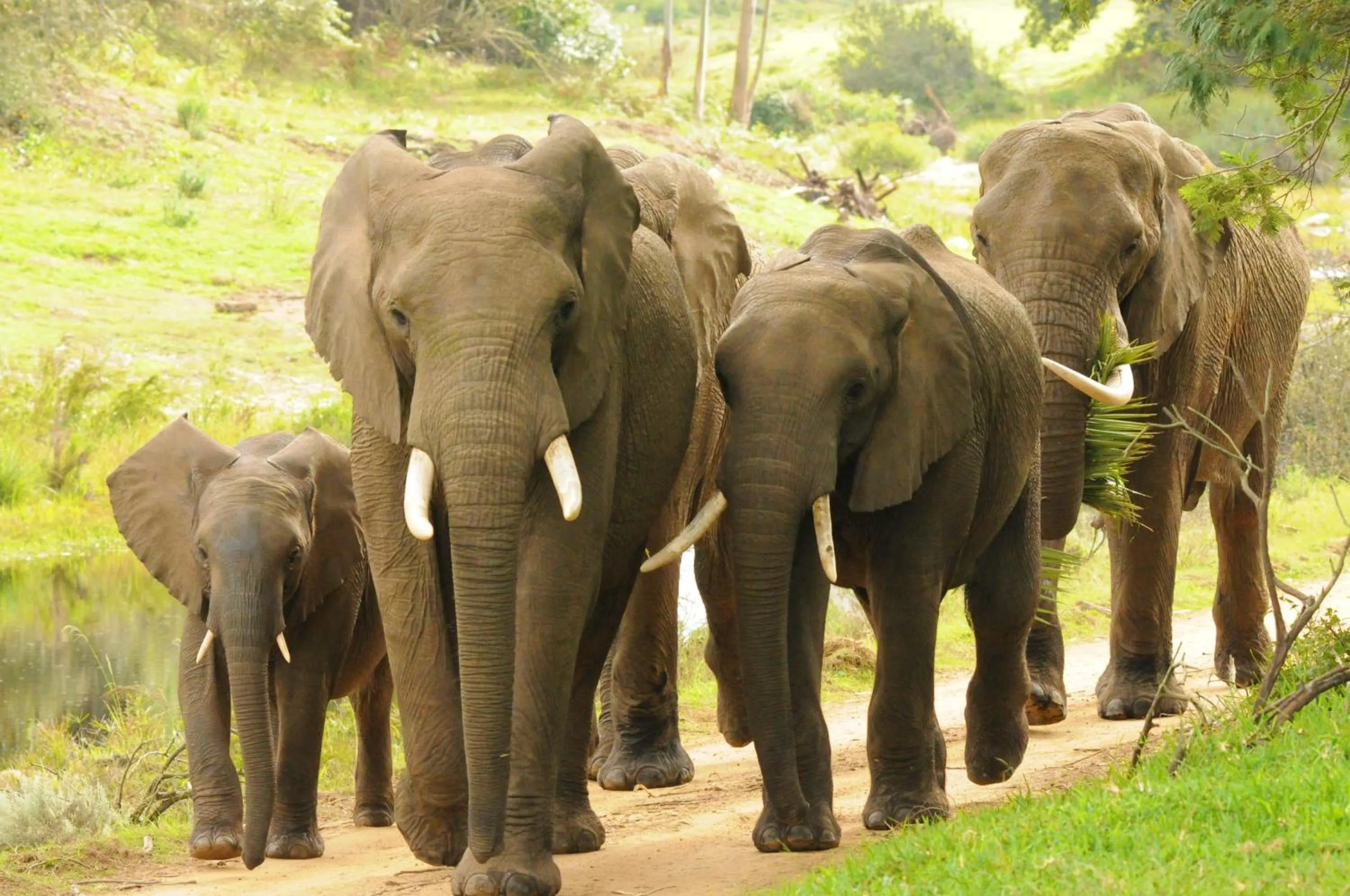 Animals in Botlierskop Tented Lodge