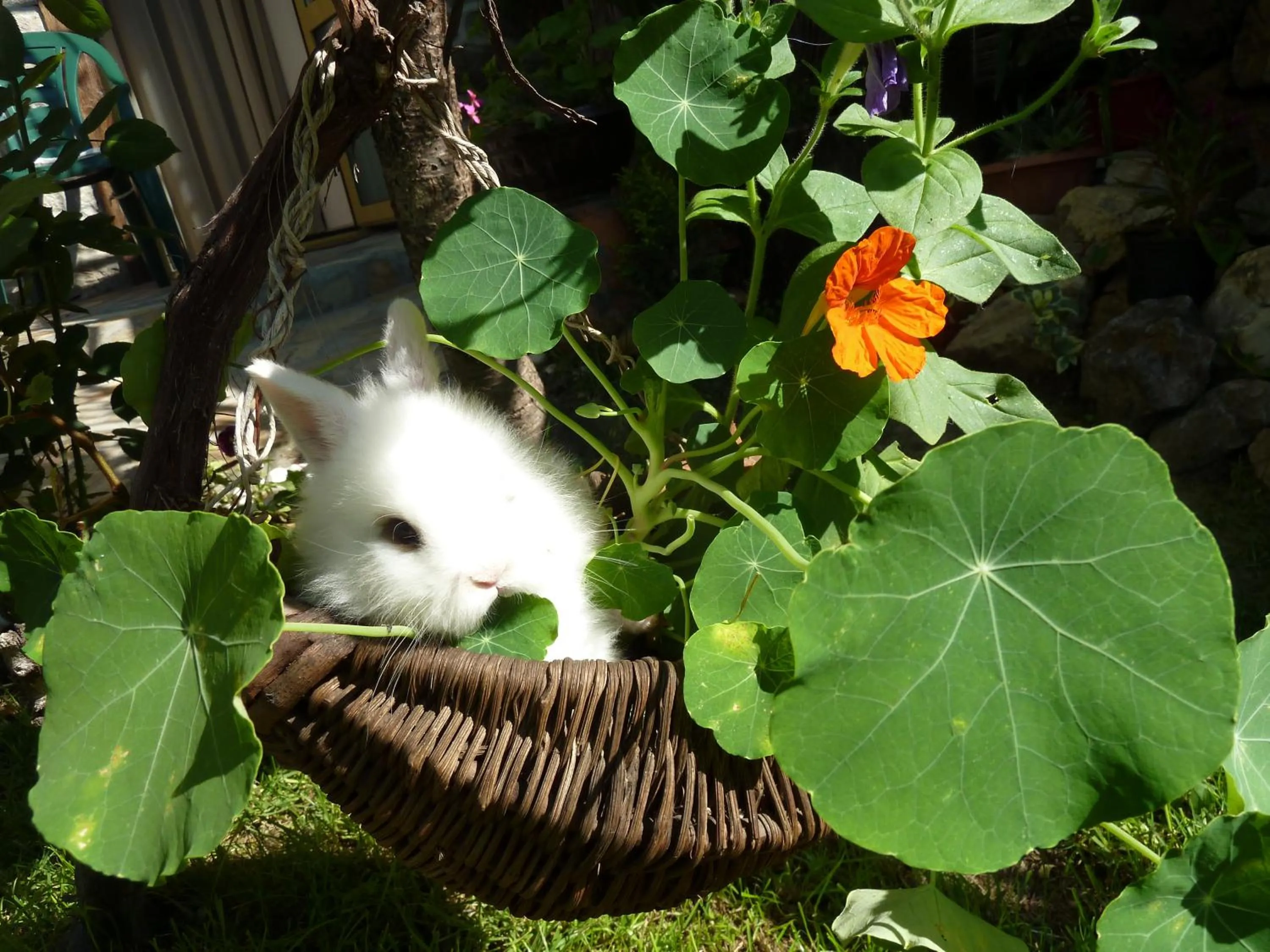 Spring in Hotel Anhea