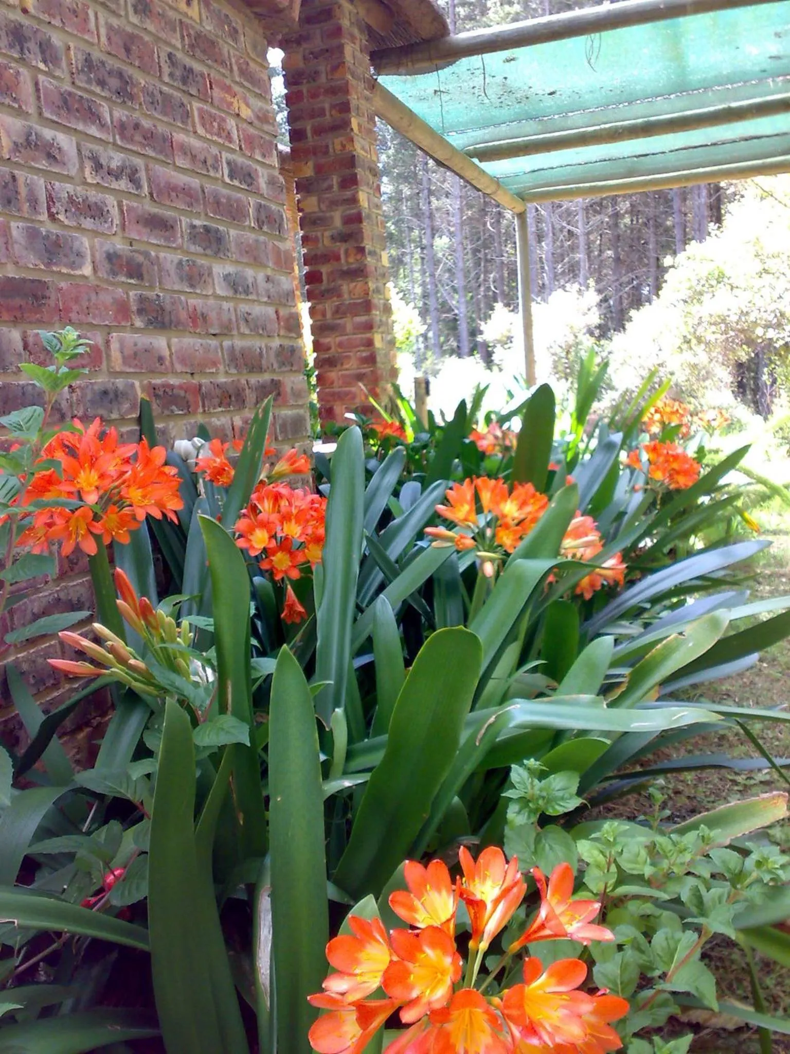 Garden in Coral Tree Cottages