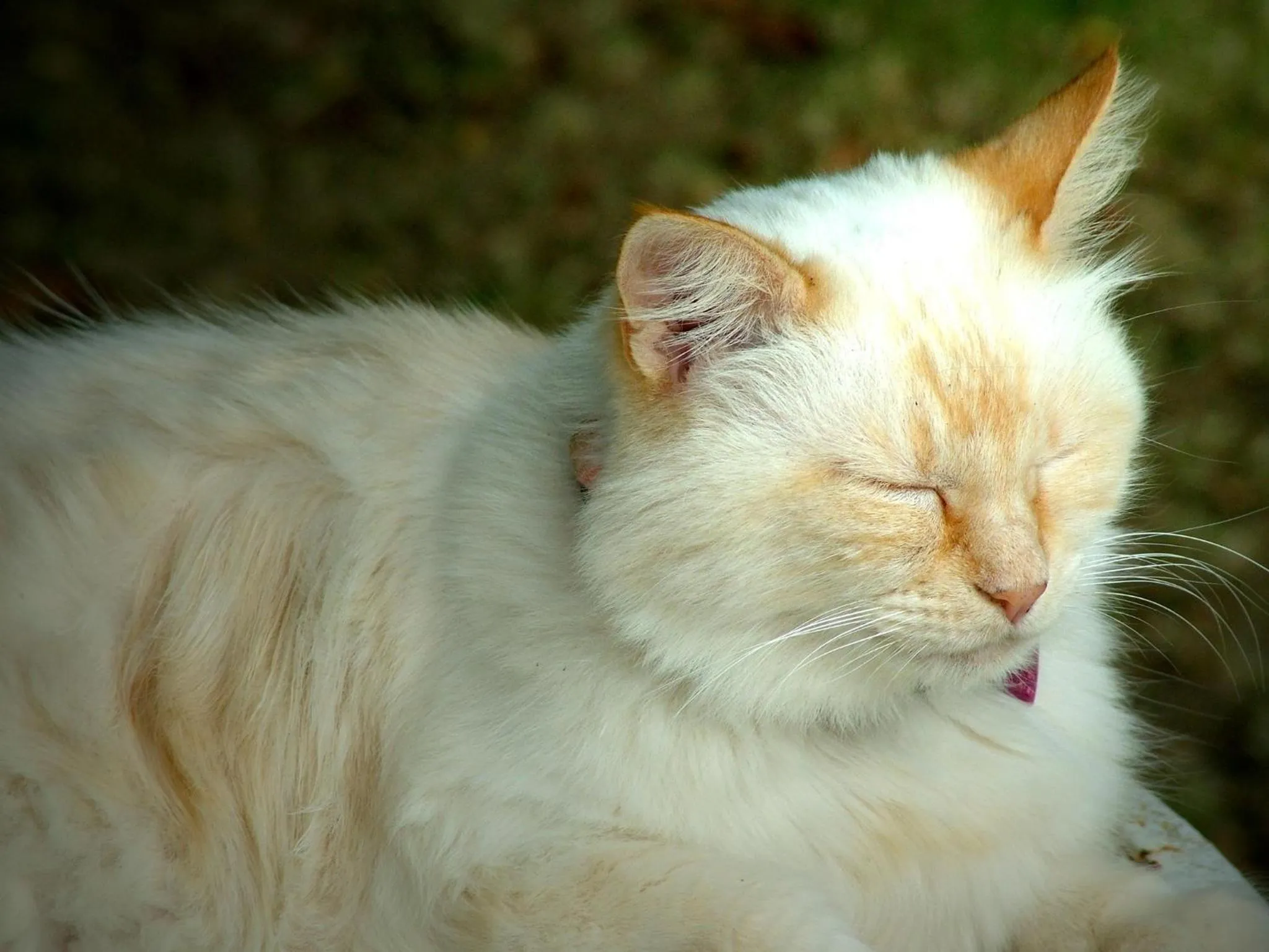 Pets in La Francigena