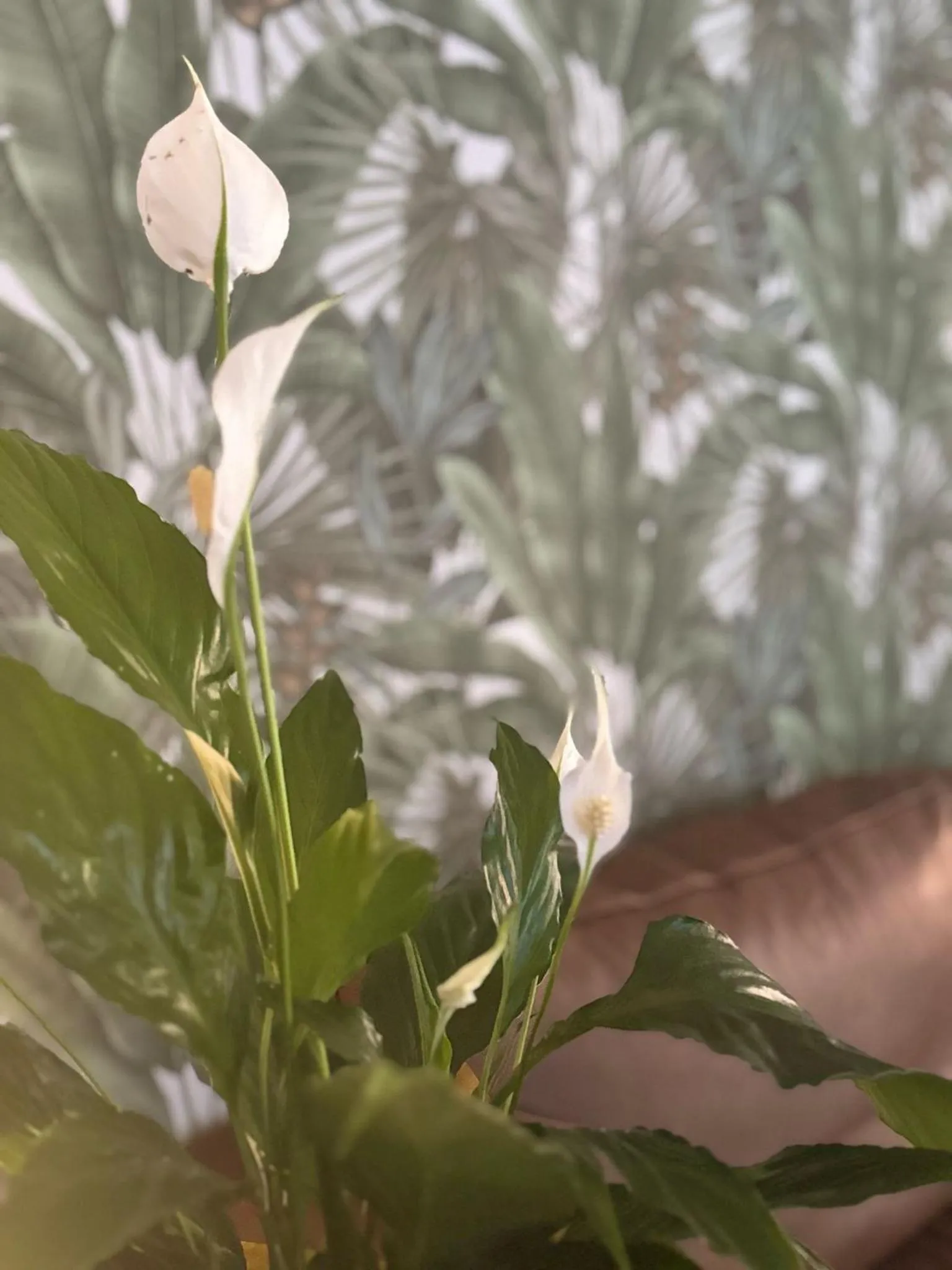 Communal lounge/ TV room in Hotel Eureka