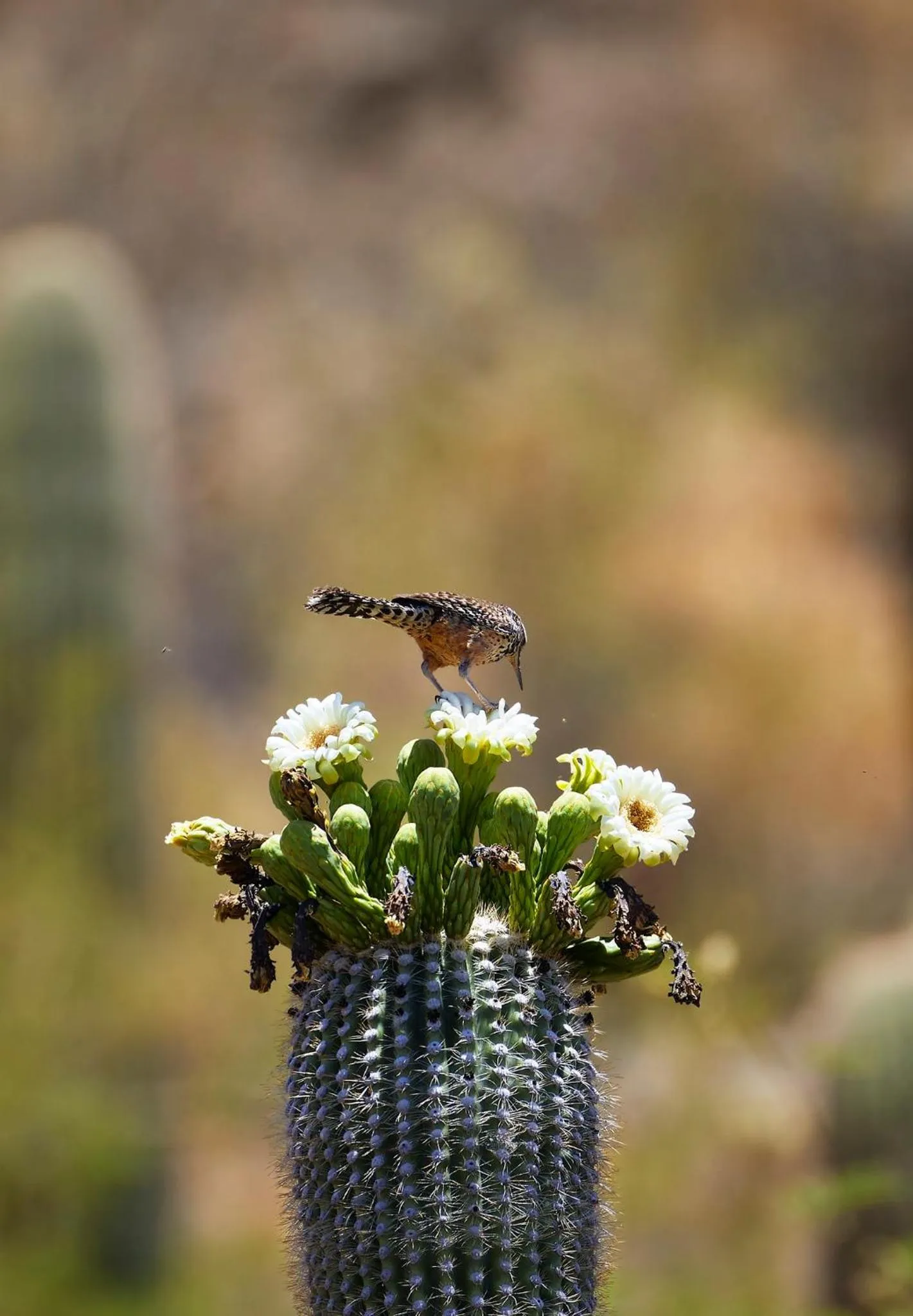 View (from property/room) in Loews Ventana Canyon Resort