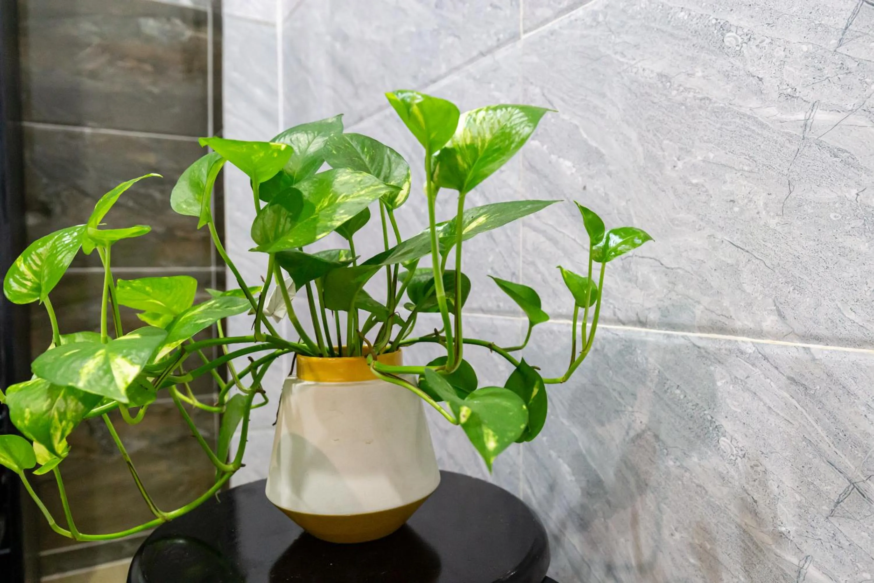 Property building in Cola's Homestay