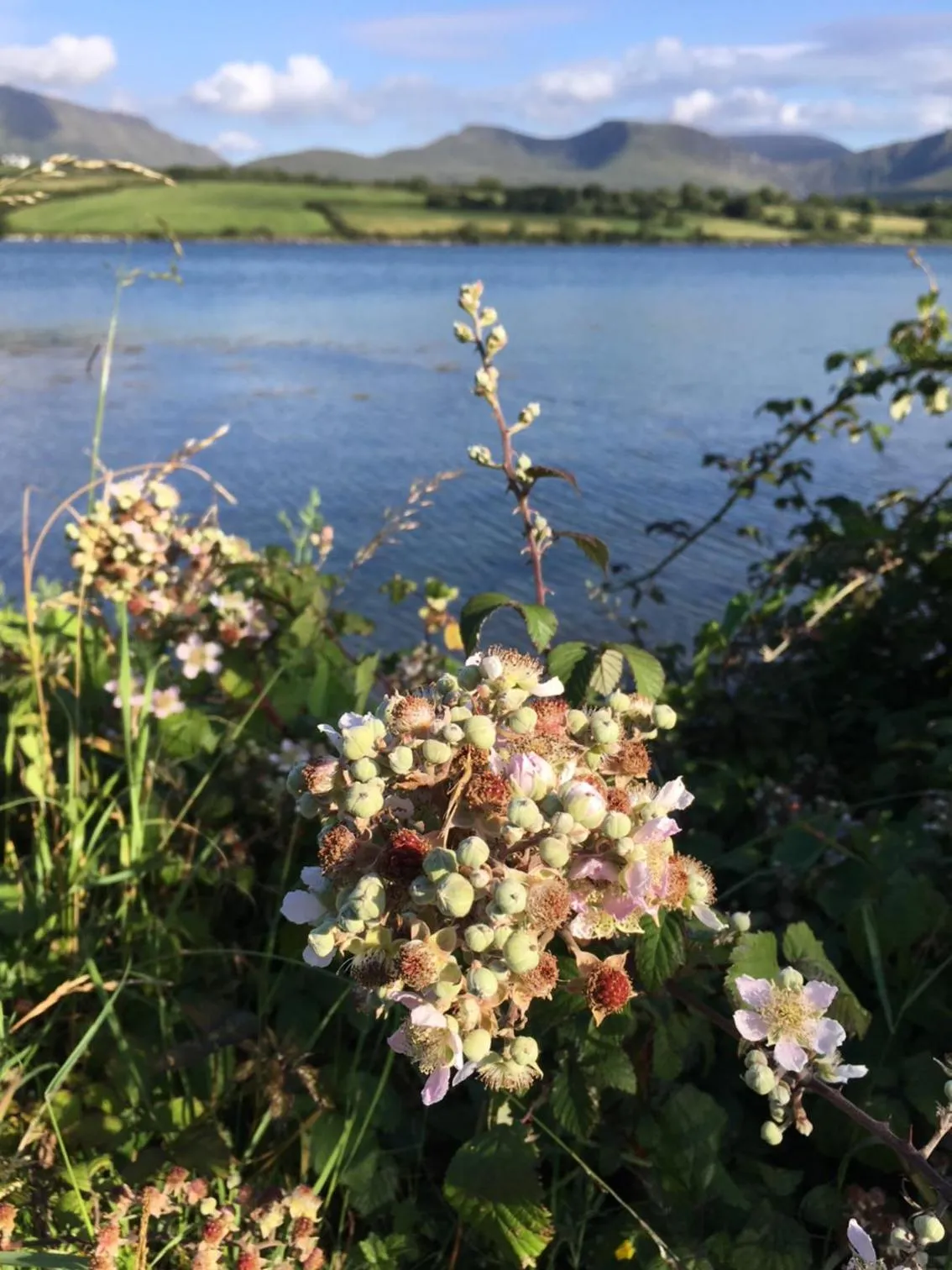 Natural landscape in O'Connors Guesthouse