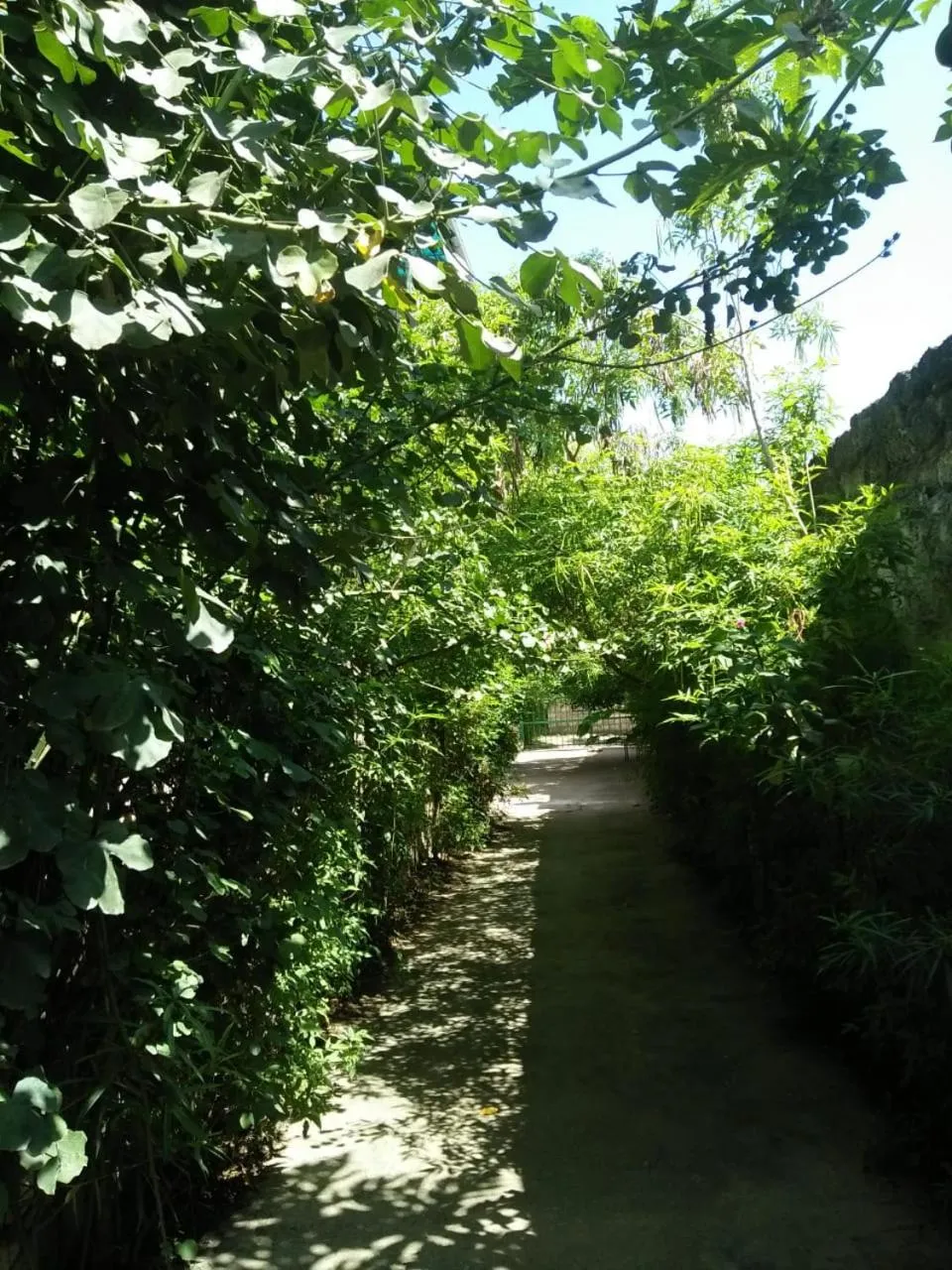 Garden view in Cingaki Hotel