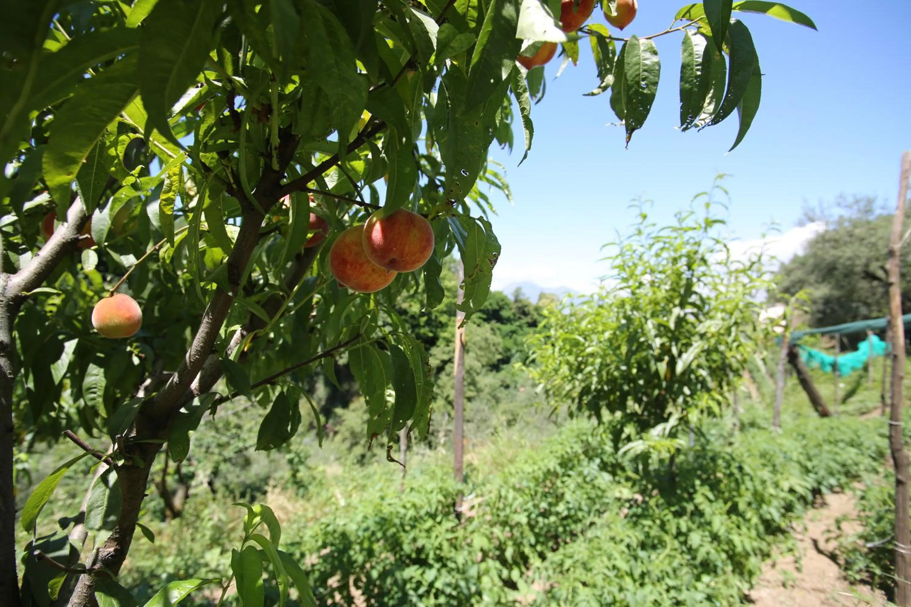 Garden in B&B Villa Catiè