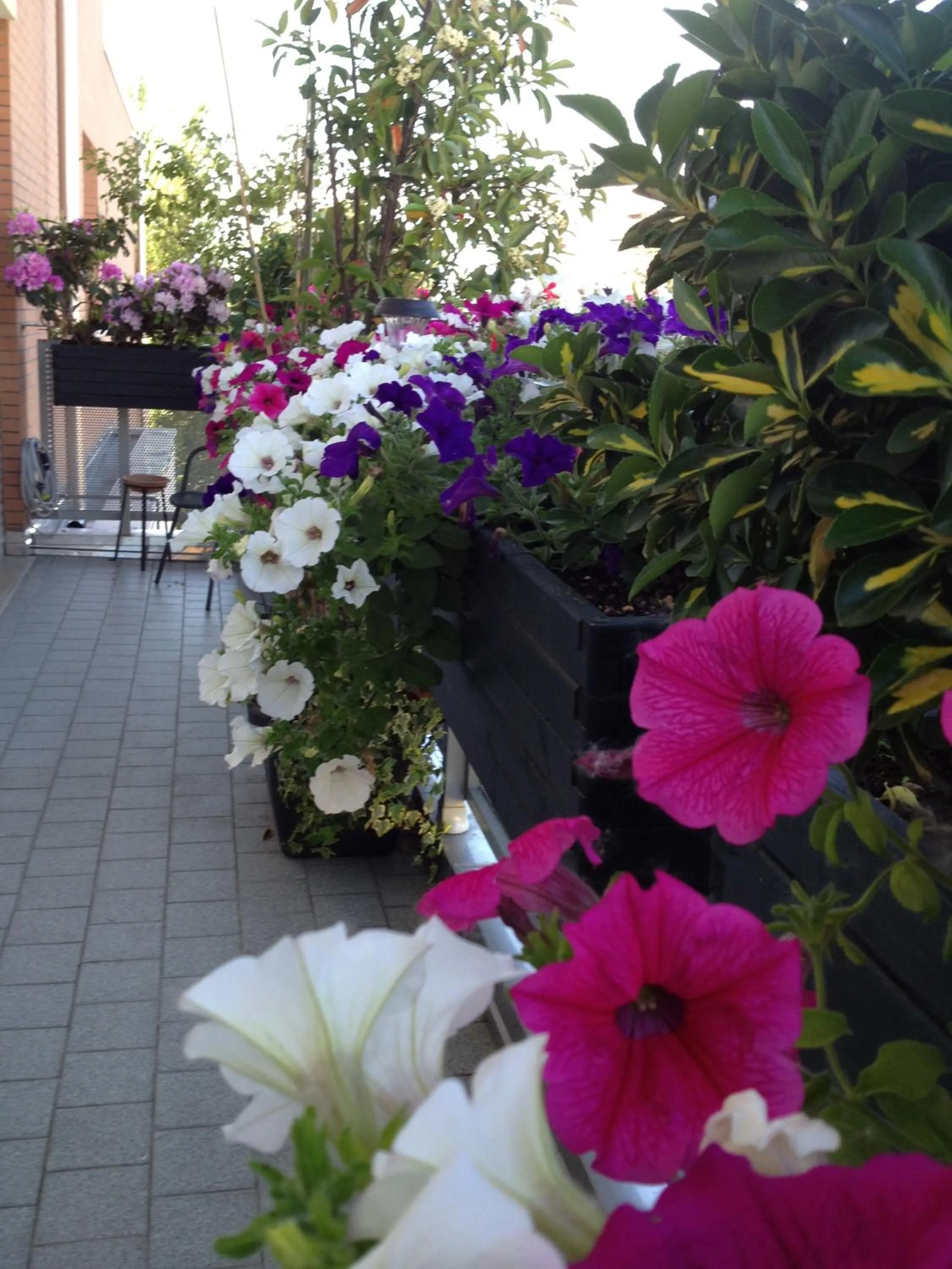 Balcony/Terrace in B&B Pitstop