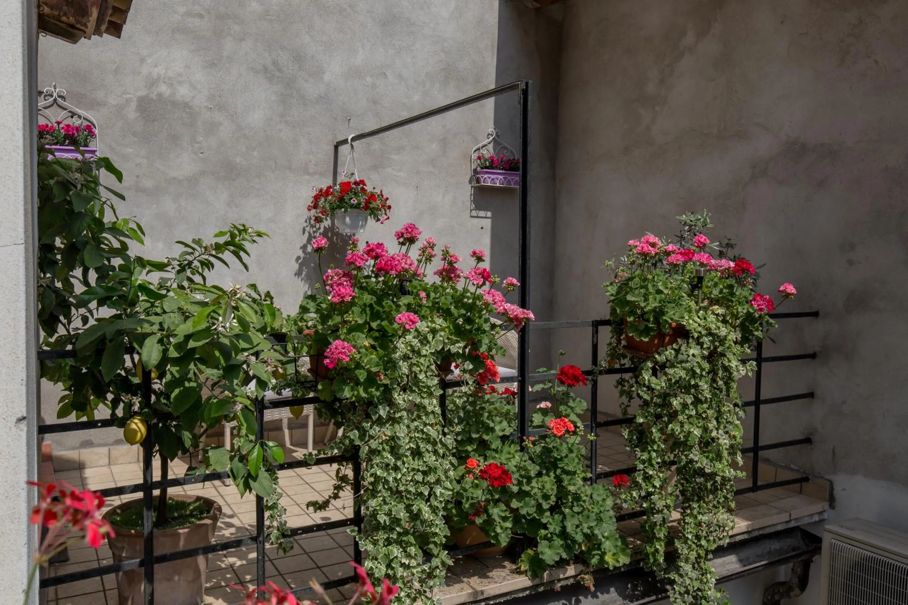 Garden in Veronetta House