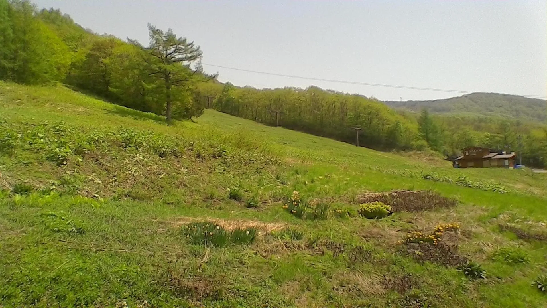 Lodge Christmas Rose Zao