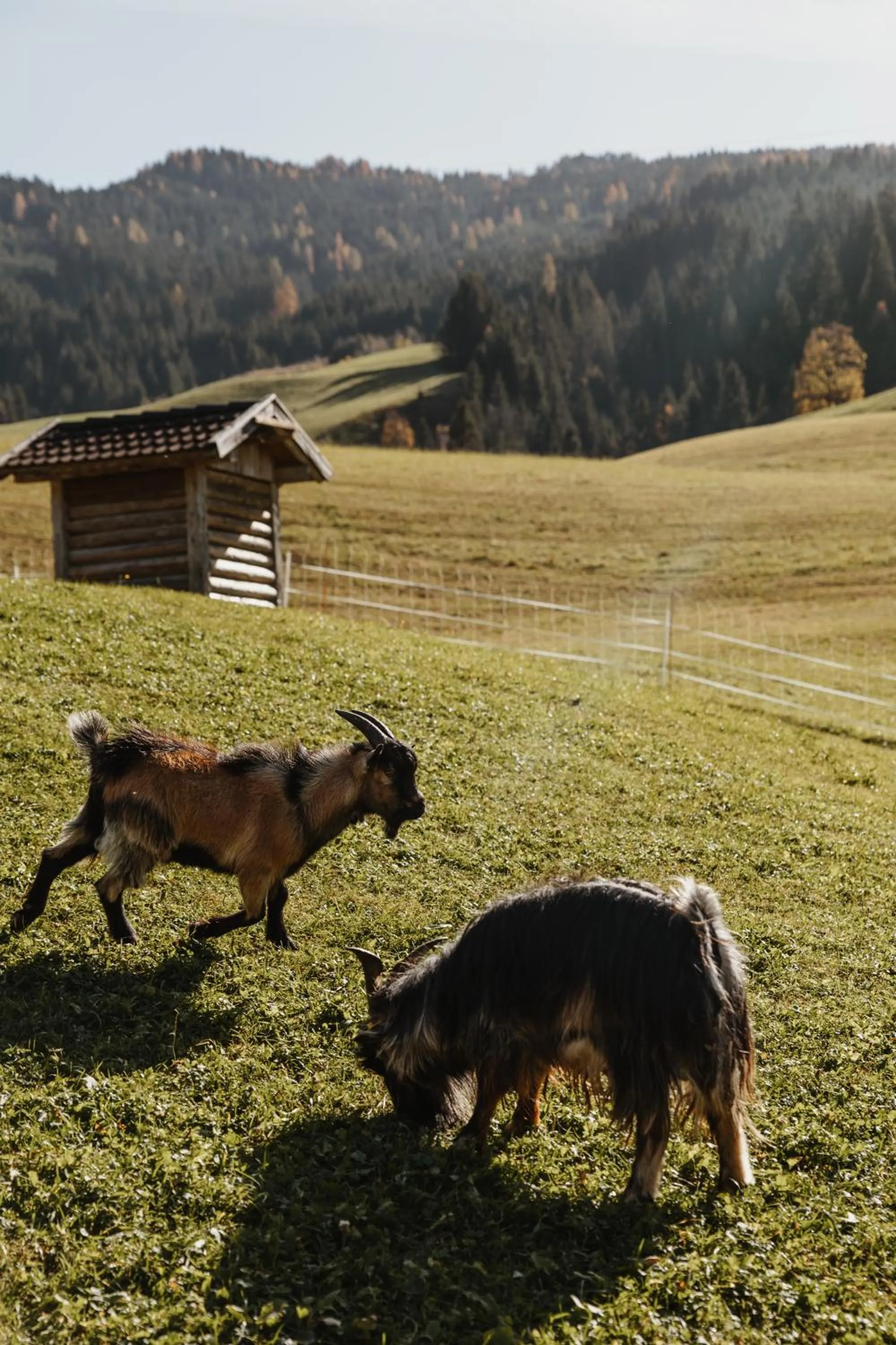 Animals in Hotel Lammwirt