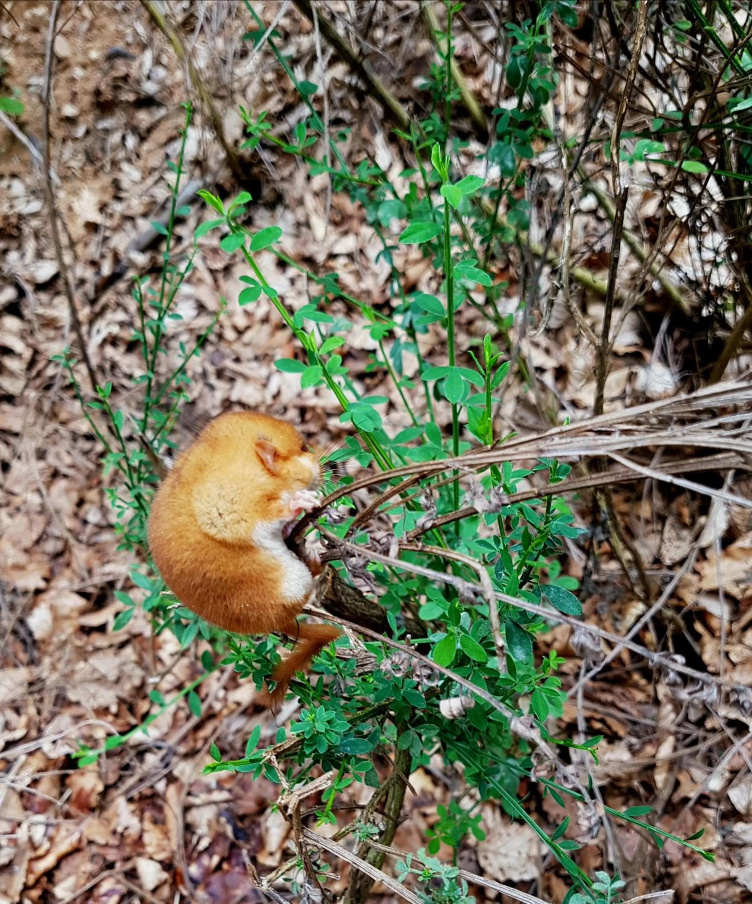 Animals in Park Hotel Bellavista