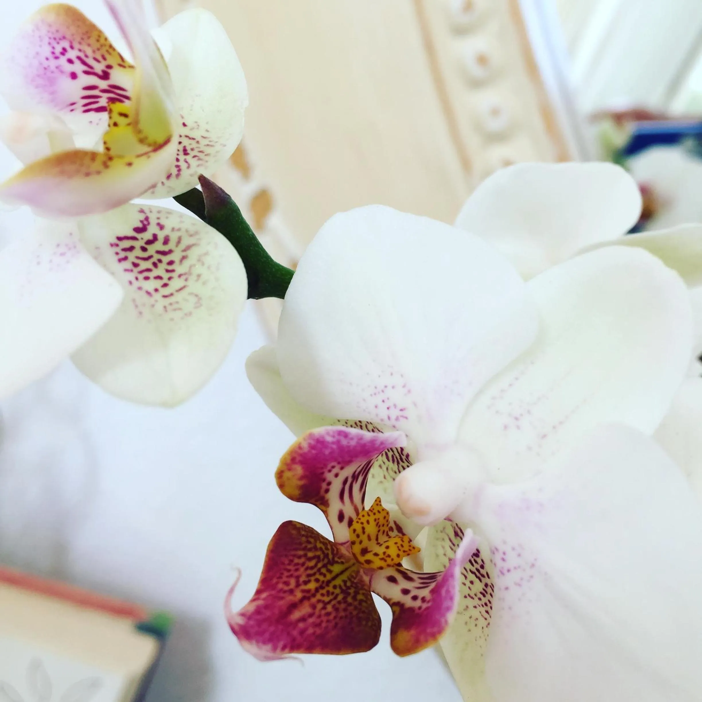 Decorative detail in Barocchetto Romano