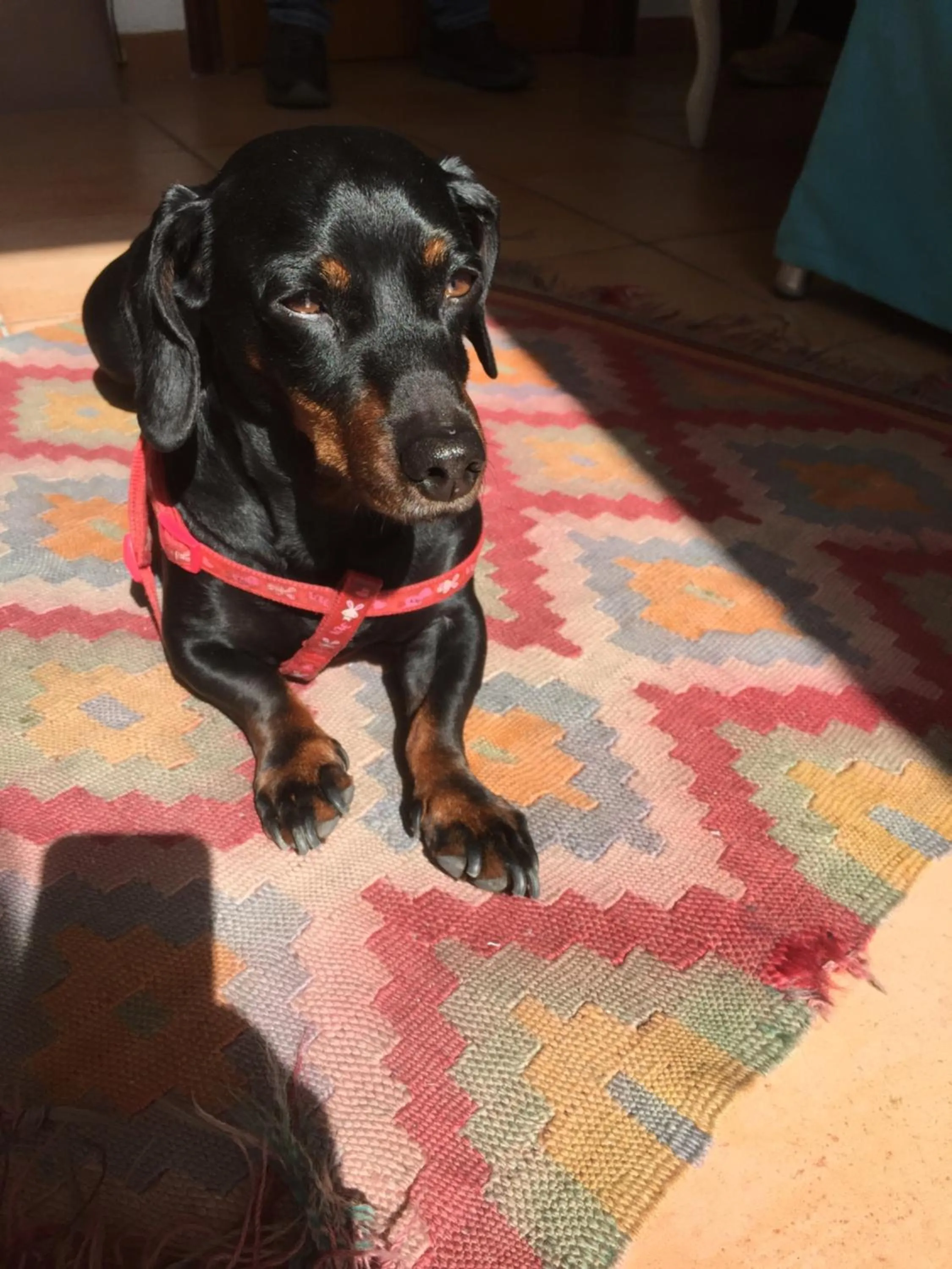 Pets in Barocchetto Romano