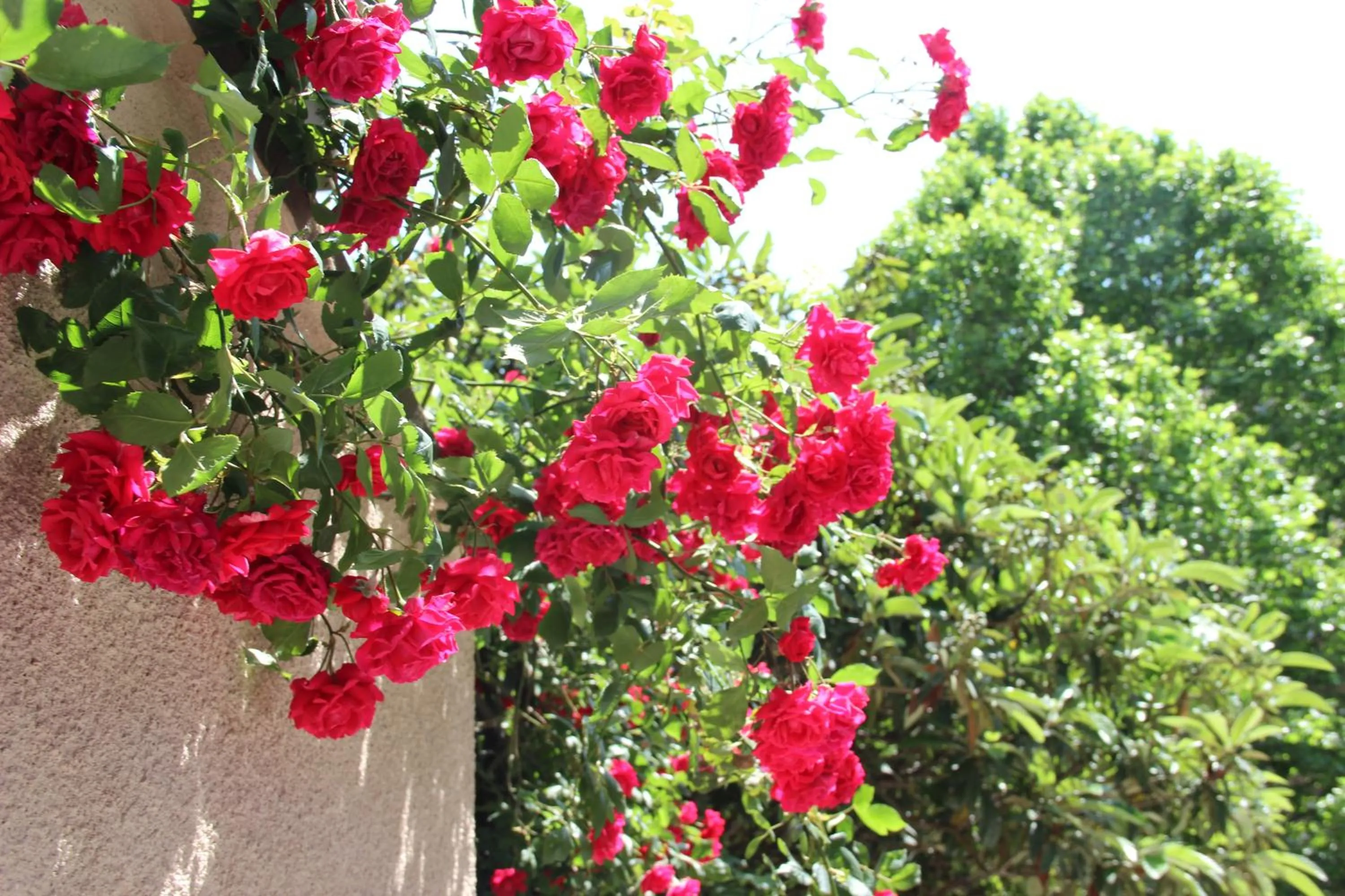 Property building in Iliani Hotel