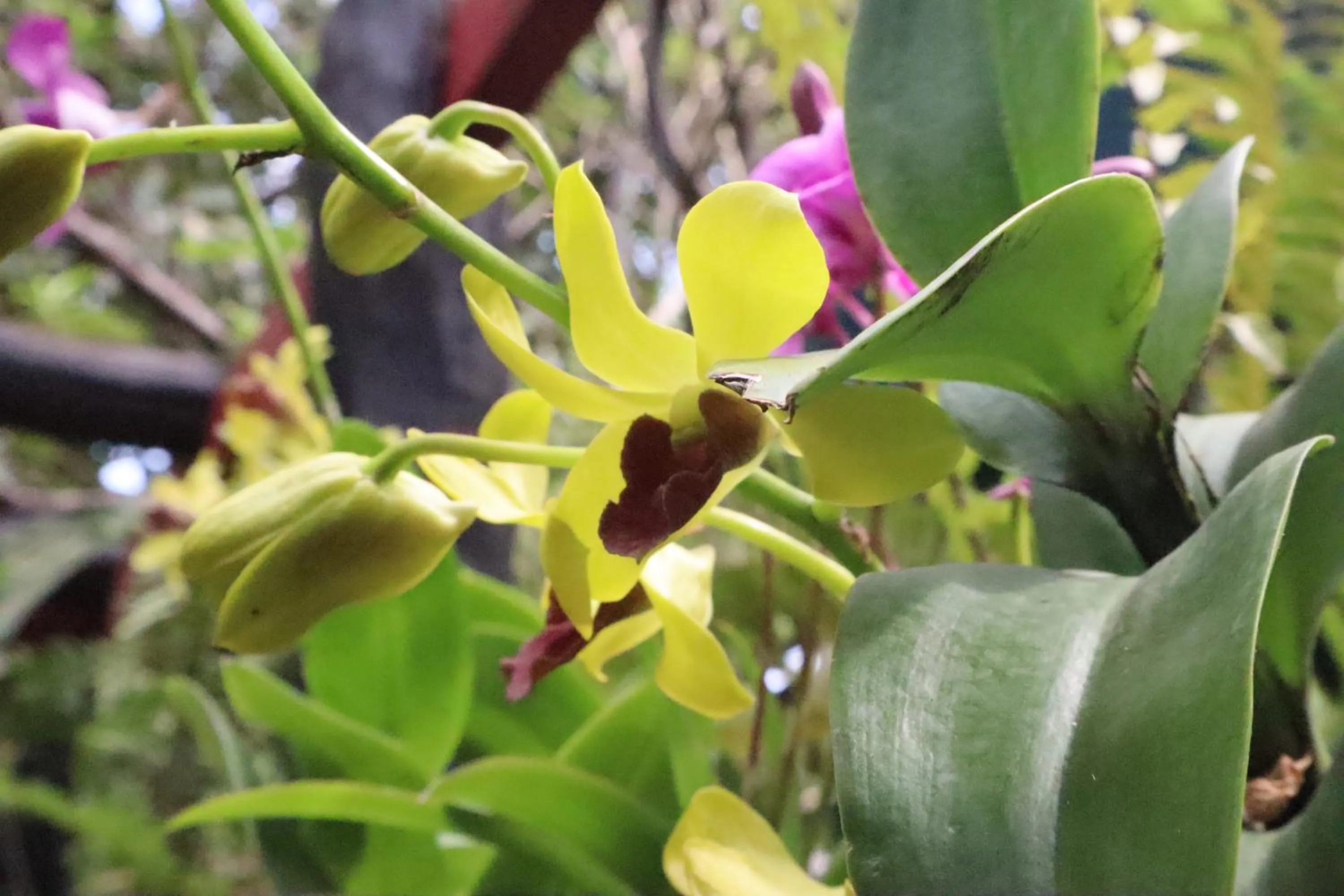 Property building in La Niche D'angkor Boutique Hotel