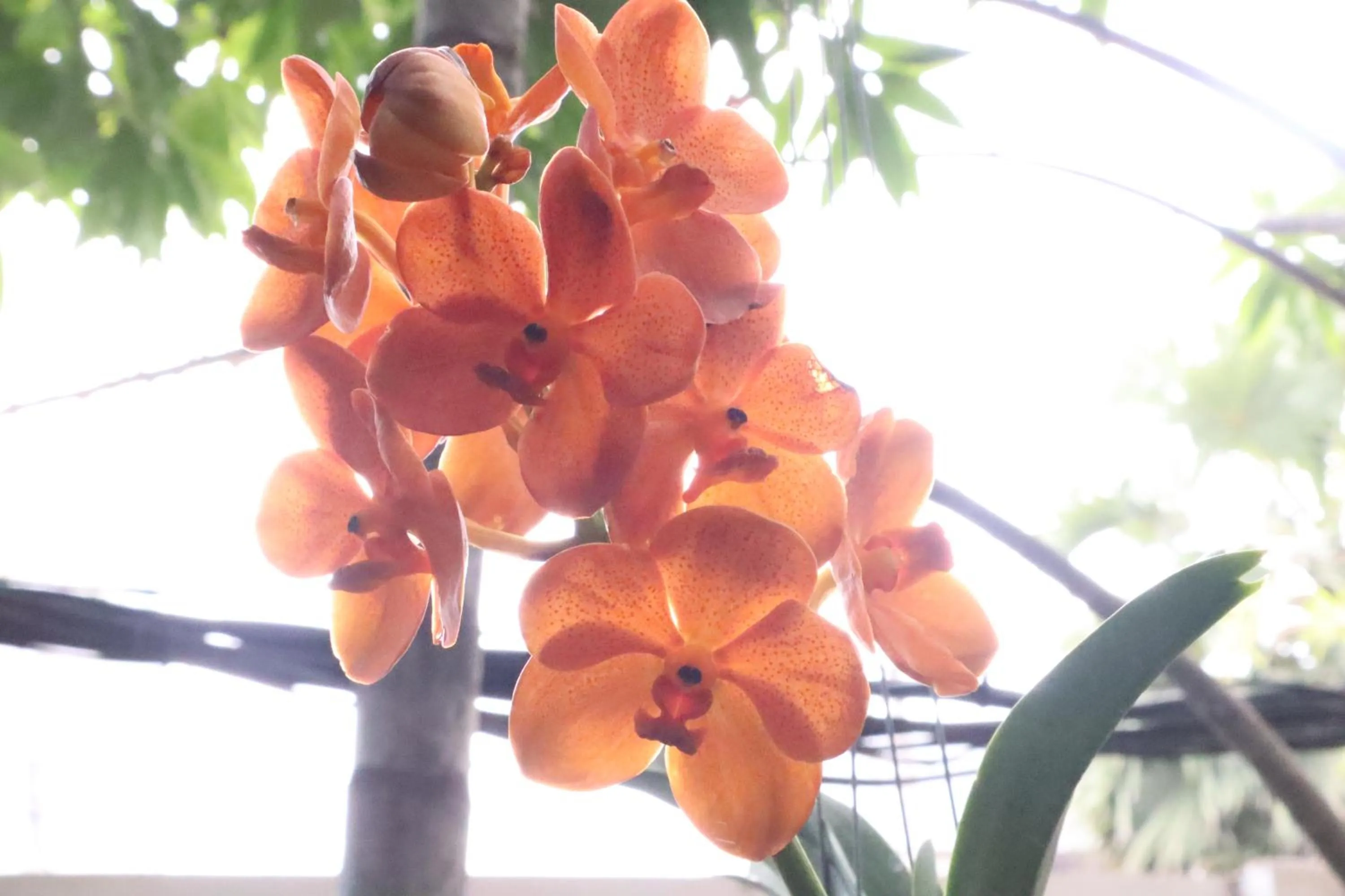 Property building in La Niche D'angkor Boutique Hotel